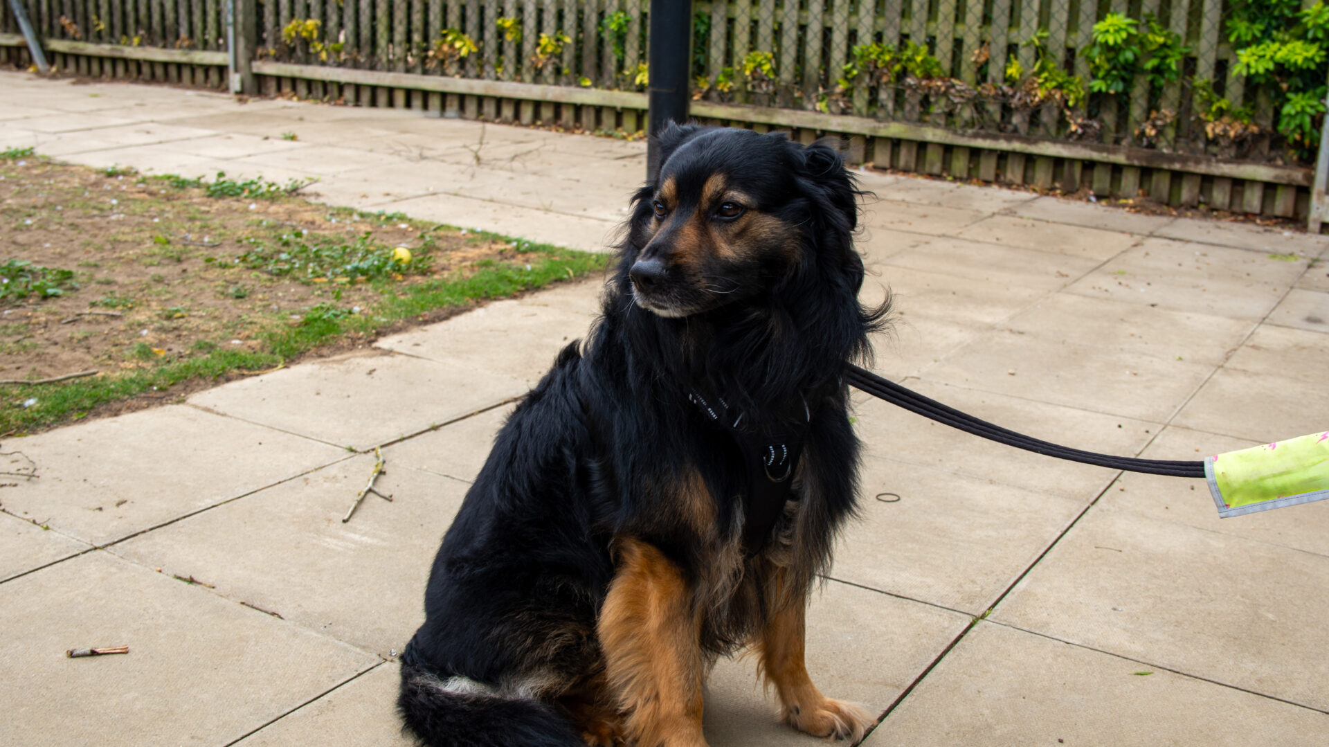 A black and brown dog with fluffy fur sits on a paved patio, wearing a harness and lead, looking to the side. A wooden fence and green shrubs are in the background.