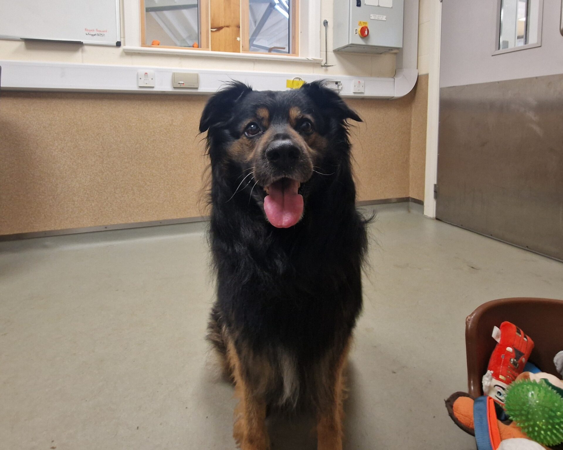 A large black and brown dog with its tongue out sits on a light-colored floor indoors. A plastic tub filled with colorful dog toys is visible in the lower right corner.