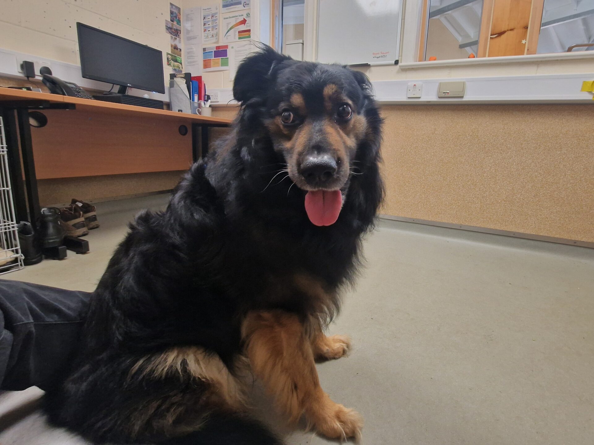 A black and tan dog with a fluffy coat sits indoors on a gray floor, looking at the camera with its mouth open and tongue out. An office desk, computer, and noticeboards are in the background.
