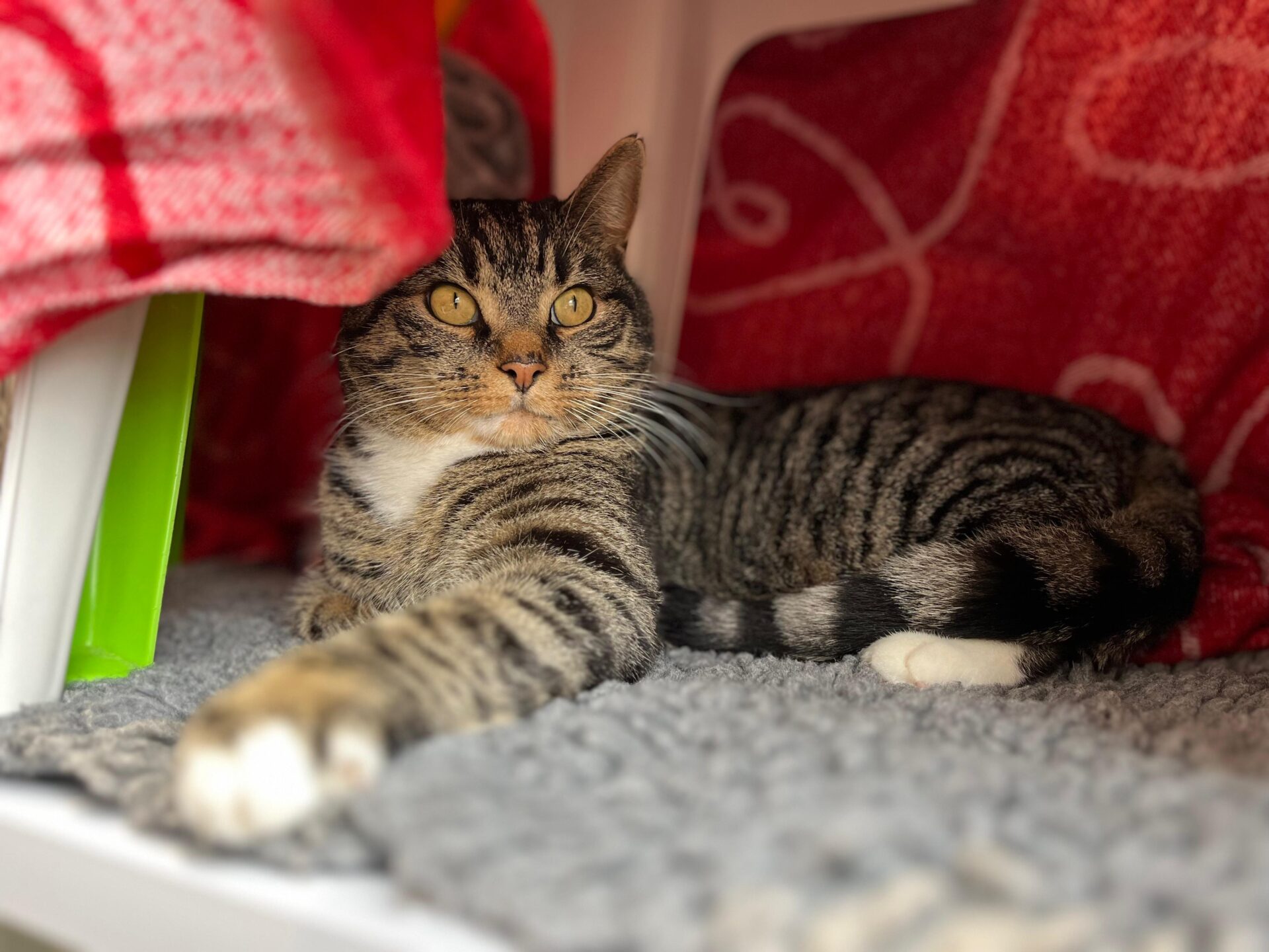 A tabby cat with yellow eyes lies on a soft gray mat, partially covered by red and pink blankets, stretching one paw forward and looking alertly to the side.