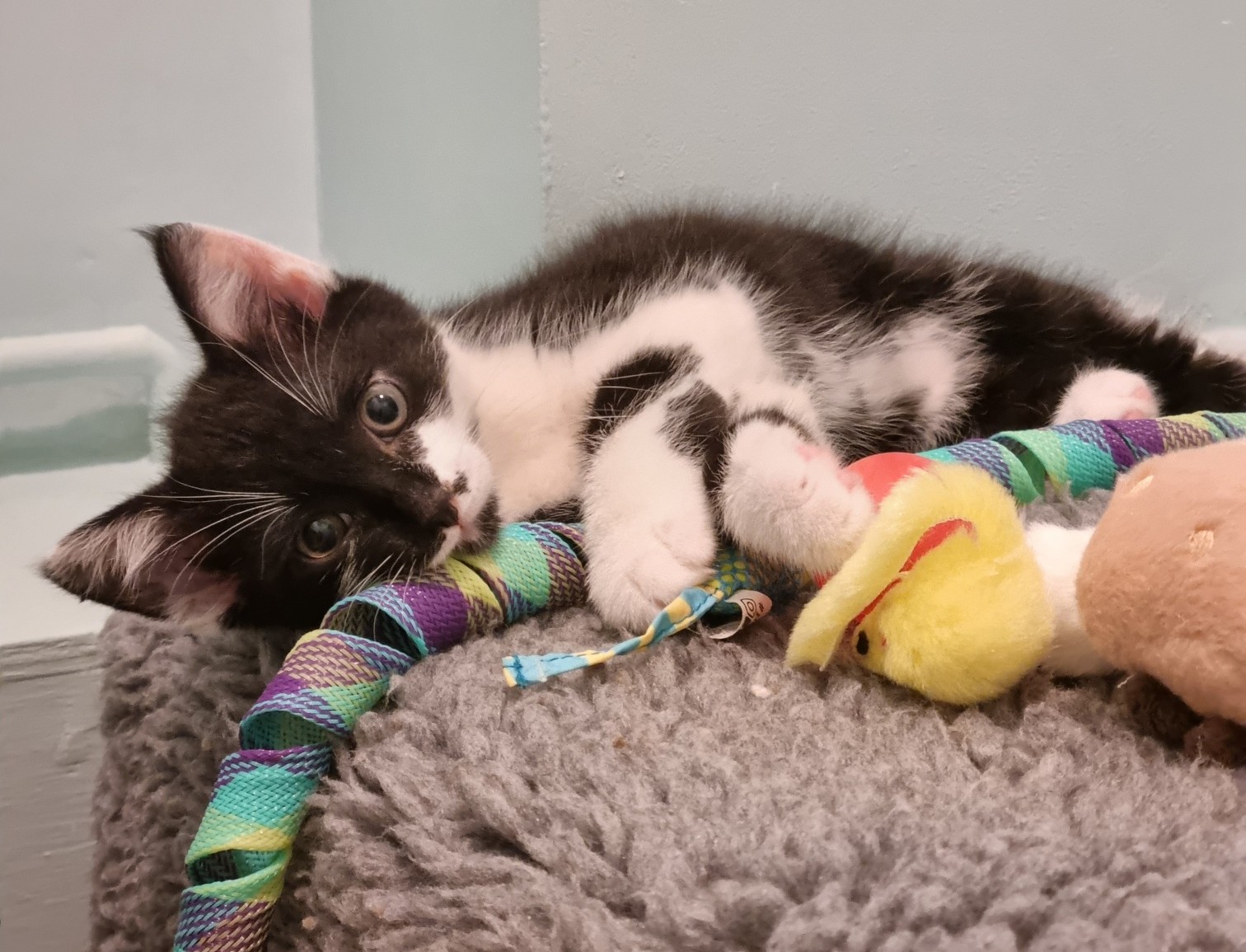 A black and white kitten lies on a soft gray bed, surrounded by colorful toys, including a striped rope and a yellow plush duck, looking up with wide eyes.