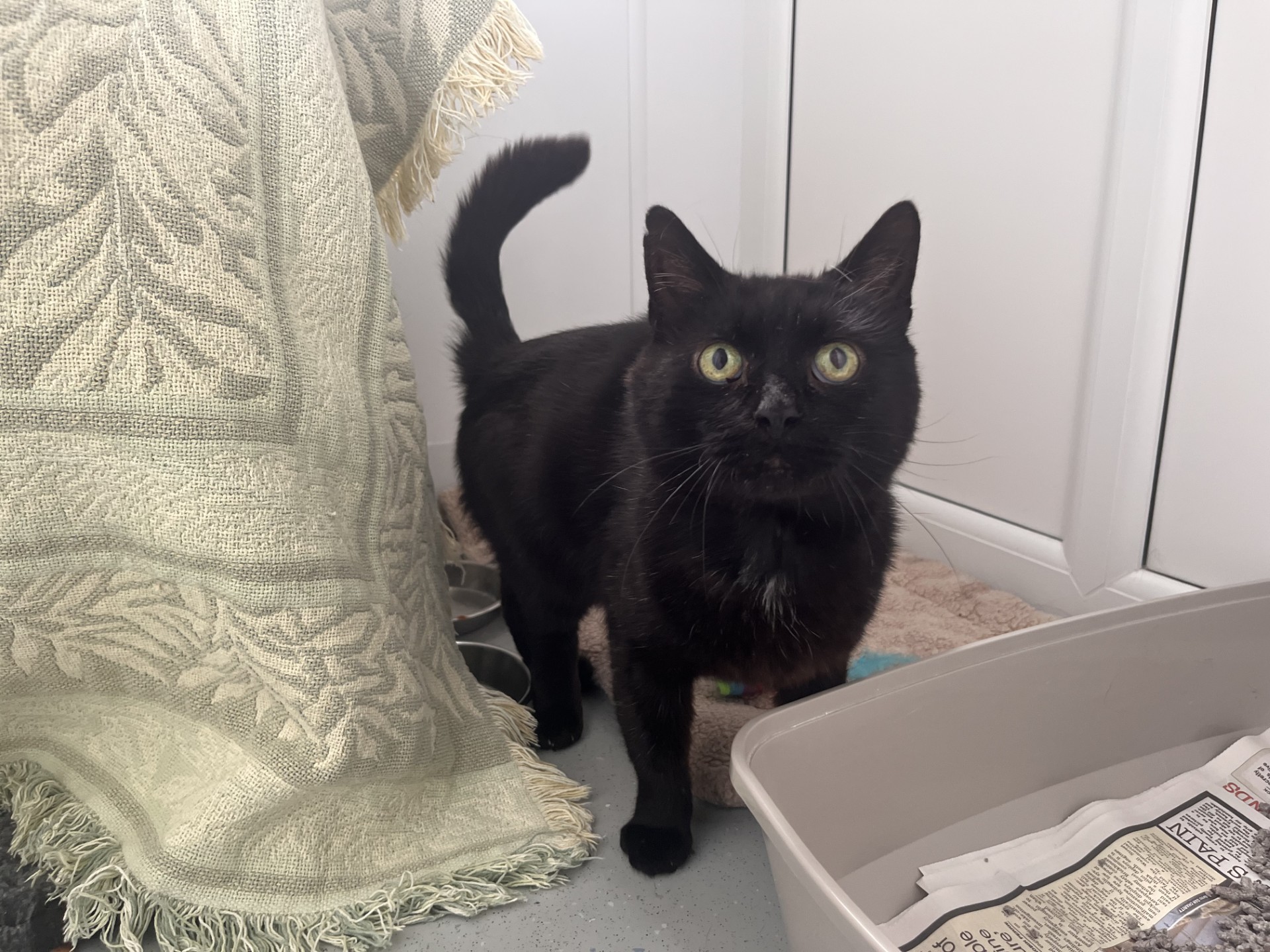 A black cat with green eyes stands on a light floor next to a litter box lined with newspaper, near a beige towel with a leaf pattern draped over a surface in a bright room.