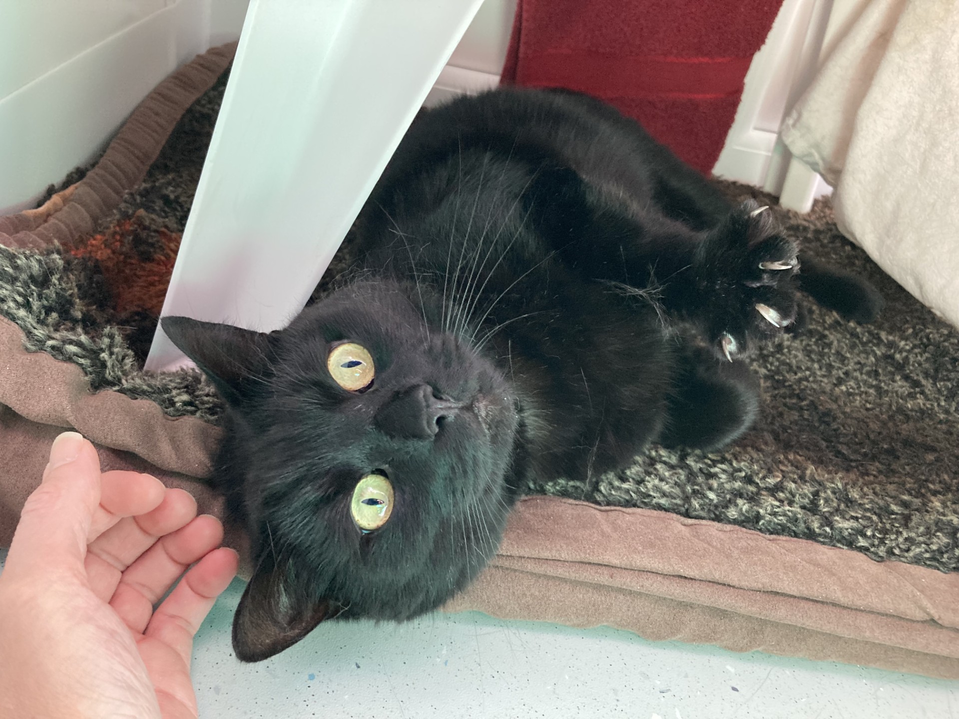 A black cat with green eyes lies on a brown mat, looking up and reaching out with one paw. A person’s hand is gently touching the side of the cat’s head. The scene appears to be indoors.