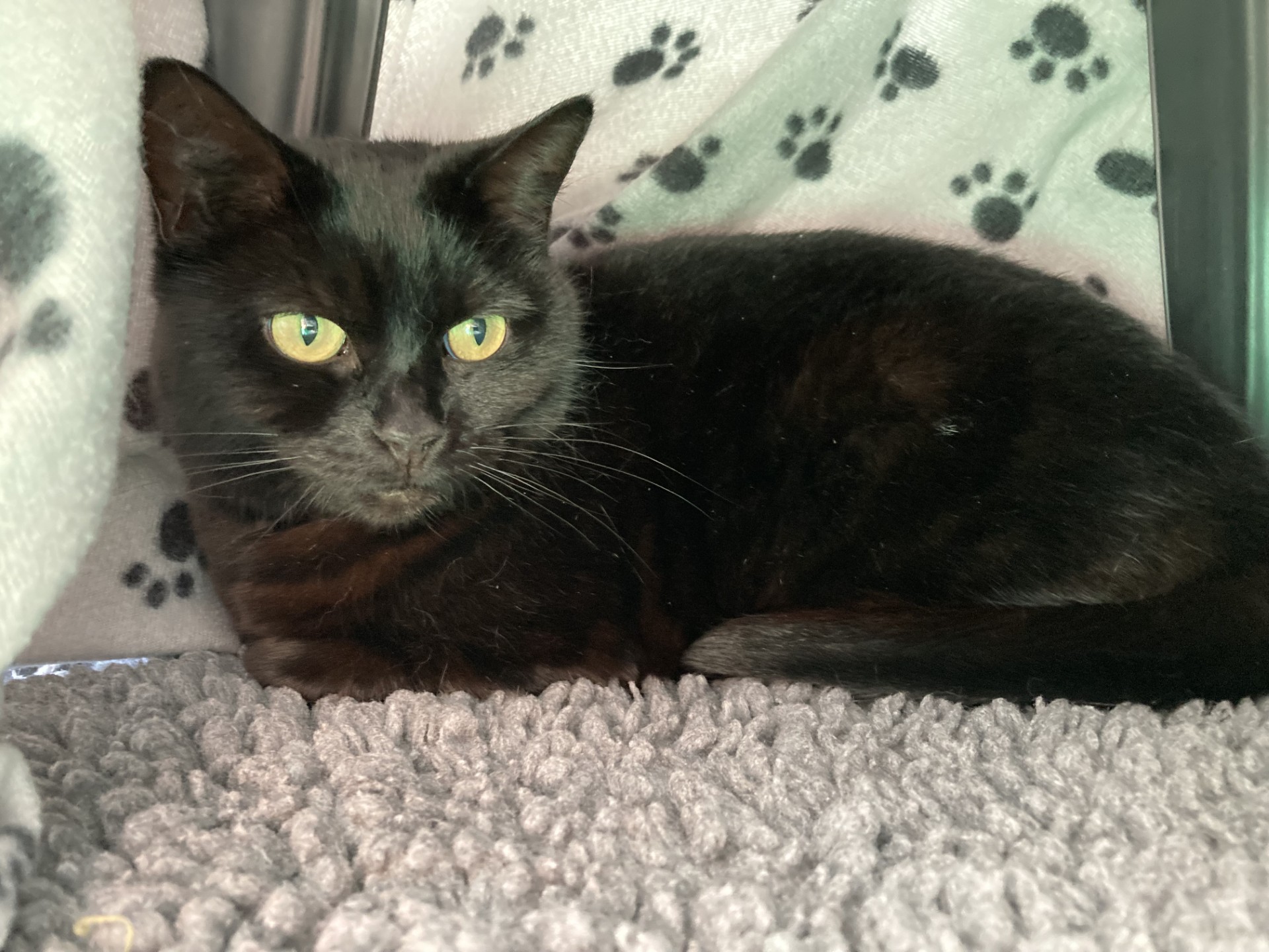 A black cat with yellow-green eyes lies on a soft gray blanket, surrounded by a white blanket with black paw prints. The cat looks relaxed and is facing slightly to the left.