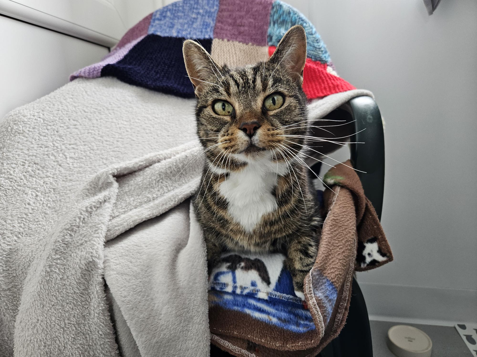 A tabby cat with green eyes and a white chest sits on a chair covered with colorful blankets, looking directly at the camera in a cozy, well-lit room.