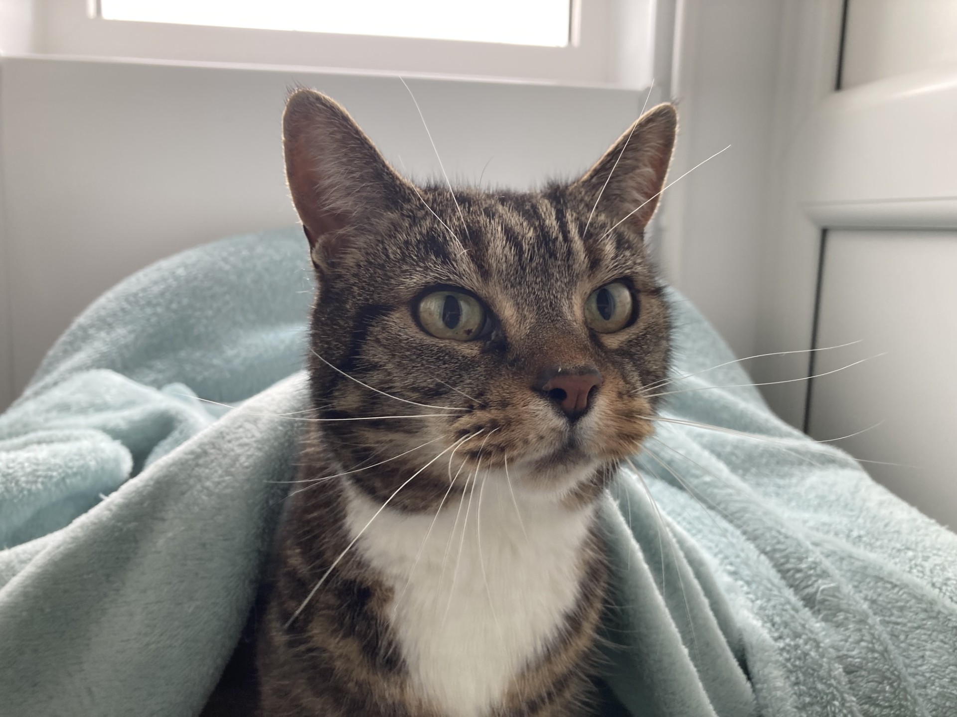 A tabby cat with green eyes and white markings on its face and chest sits partially wrapped in a light blue blanket, looking alert. The background shows a window letting in soft daylight.