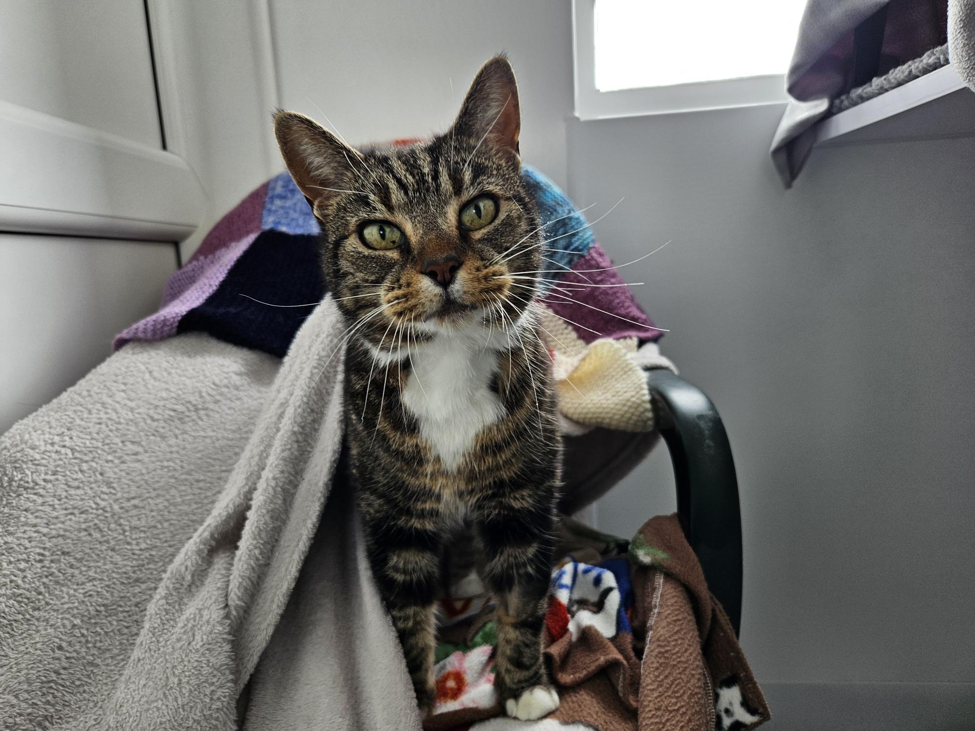 A tabby cat with green eyes and a white chest stands on a chair covered with blankets, looking directly at the camera in a cozy, sunlit room.