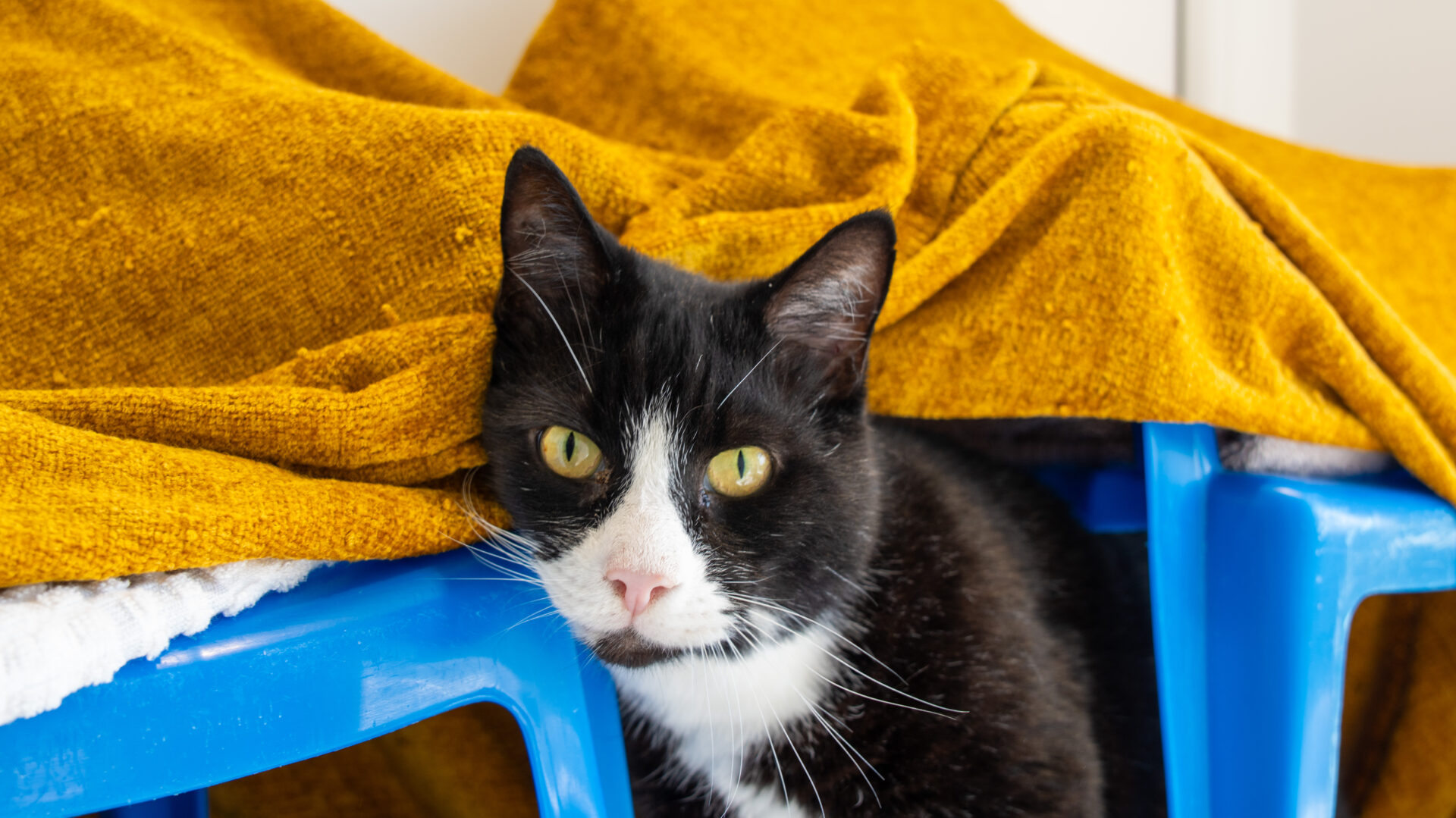 A black and white cat with yellow eyes rests its head on a blue plastic surface, with a mustard yellow blanket draped in the background. The cat looks relaxed and comfortable.