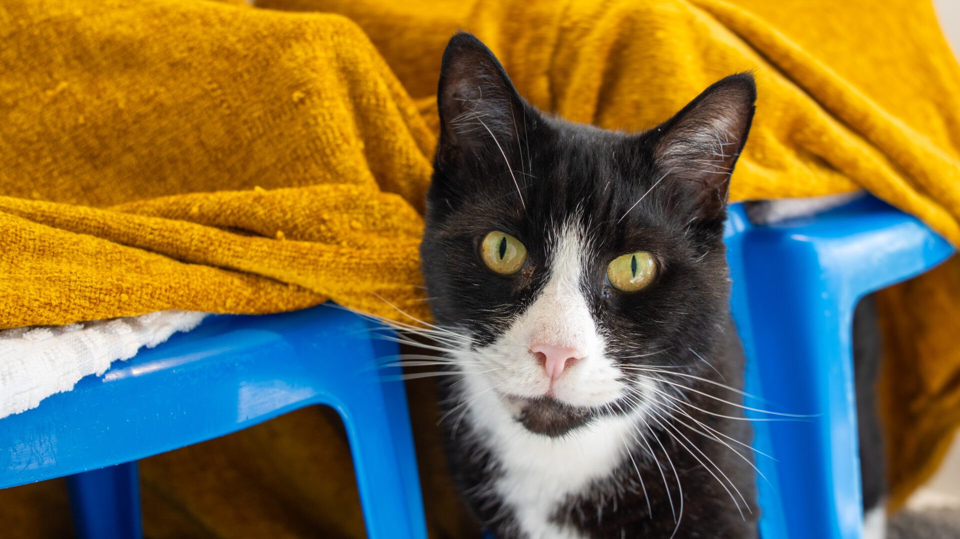 A black and white cat with yellow eyes sits in front of a bright blue plastic stool covered with a yellow blanket. The cat looks directly at the camera.