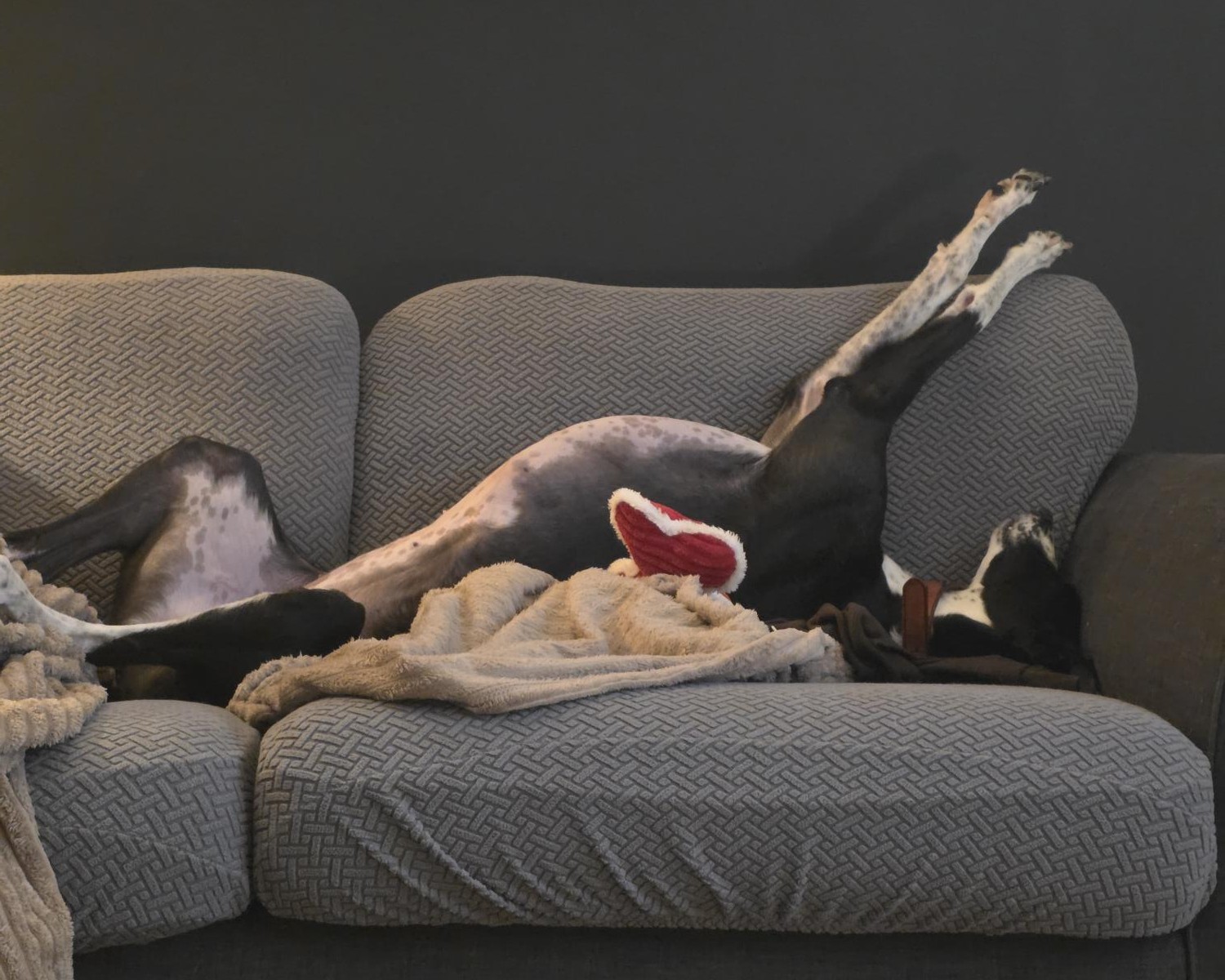 A black and white dog is lying on its back with legs stretched up on a gray couch, surrounded by a beige blanket and a plush toy.