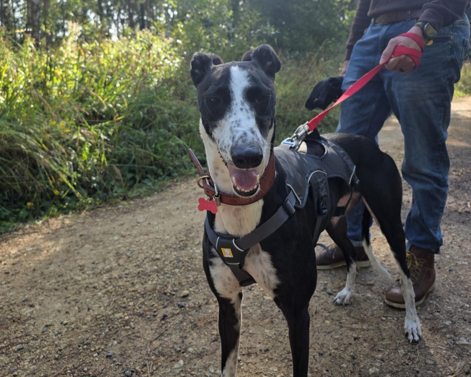 A black and white dog wearing a harness stands on a dirt path outdoors, held on a red lead by a person in jeans. Sunlight filters through the trees, and grass and plants line the path.
