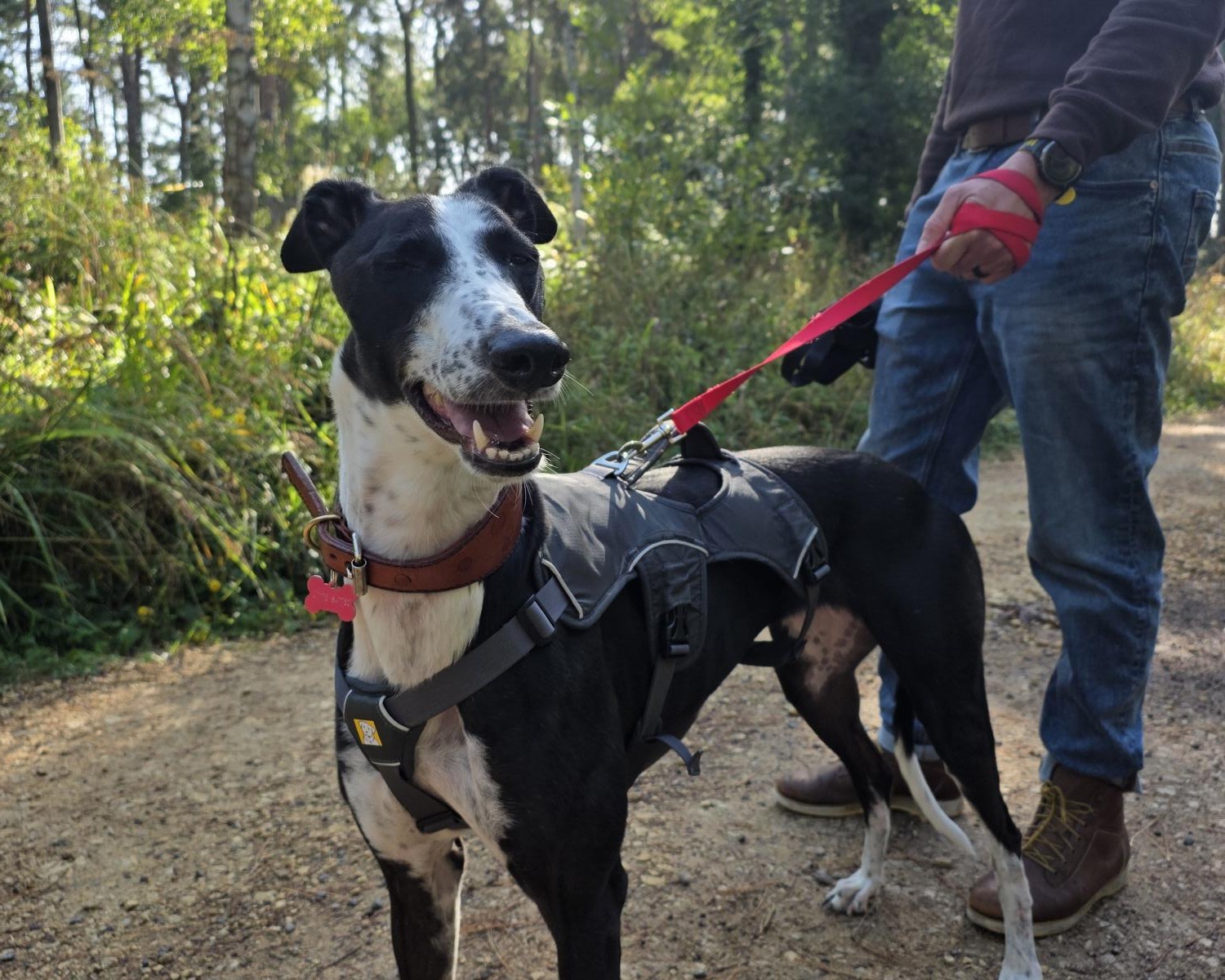 A black and white dog wearing a harness and red collar stands on a forest path, smiling, while a person in jeans and boots holds its red lead. Sunlight filters through the trees in the background.