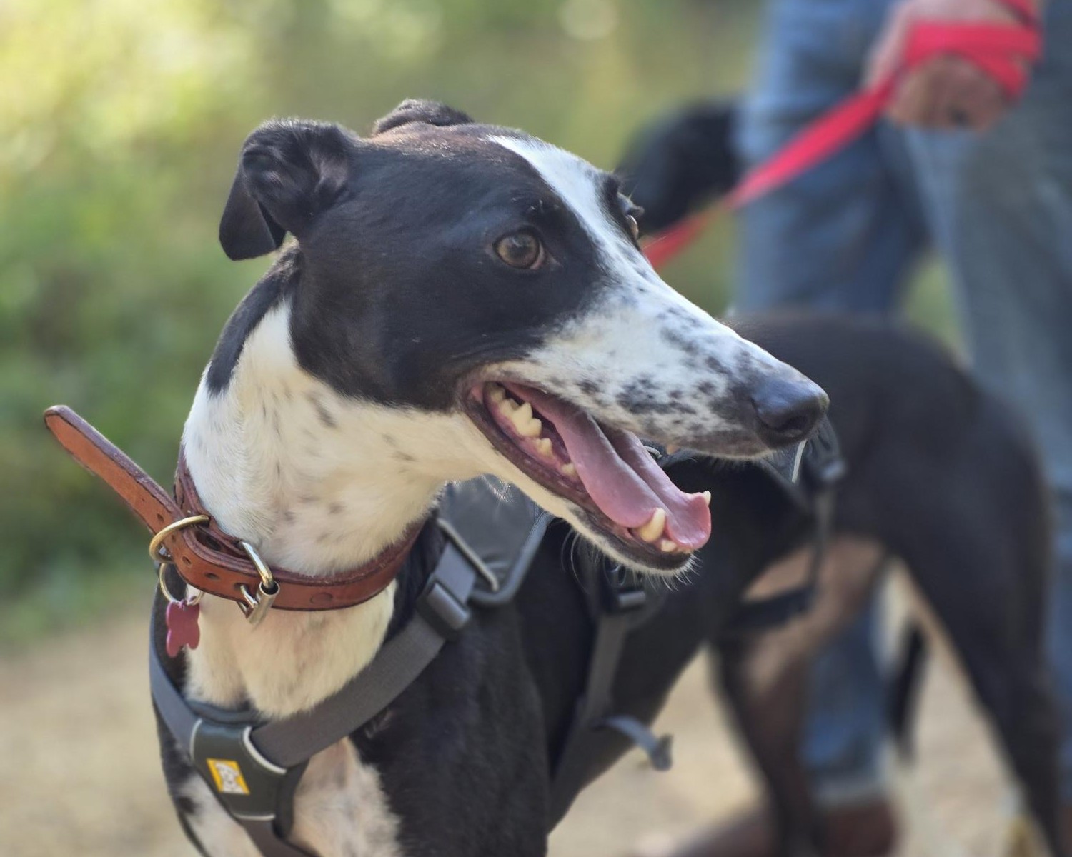 A black and white greyhound wearing a harness and collar stands outdoors, mouth open and ears perked, with a person holding its red lead in the background.
