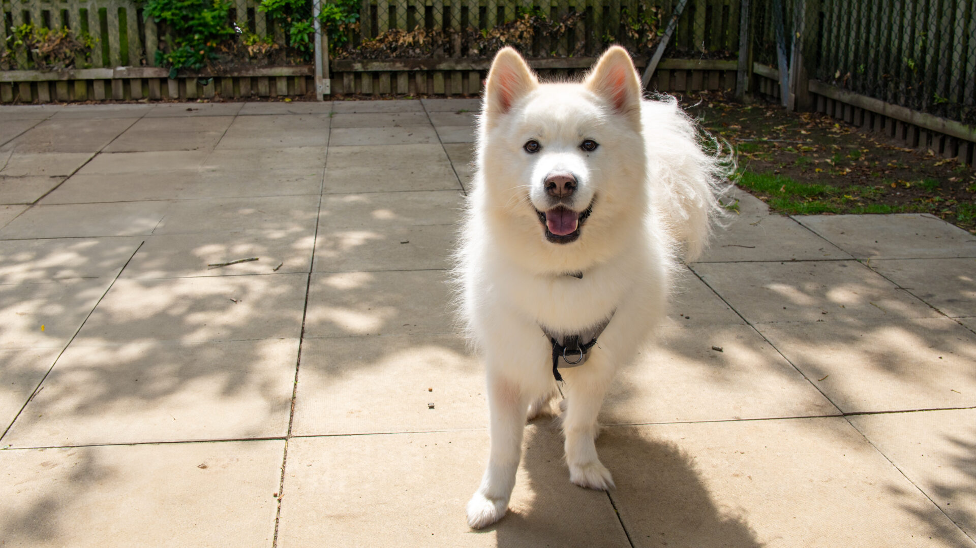 A fluffy white dog with pointy ears stands on a sunlit patio, wearing a harness and looking at the camera with its mouth open. There is a wooden fence and greenery in the background.