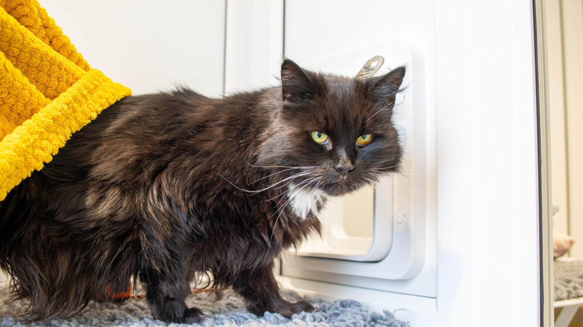 Treacle the domestic long hair cat stands on a gray rug near a white cat flap door, partially covered by a yellow blanket, looking directly at the camera with alert green eyes.