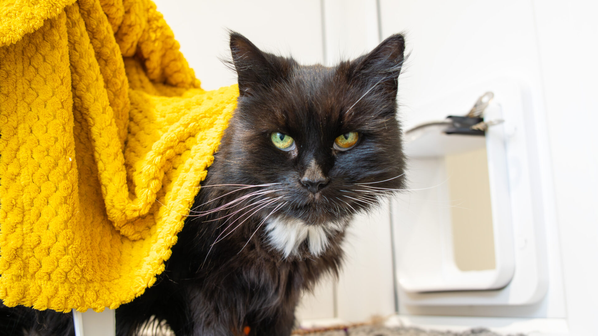 Treacle the domestic long hair cat, with striking green eyes and a white chest patch, stands by a yellow textured blanket and a white cat flap door, gazing directly at the camera.