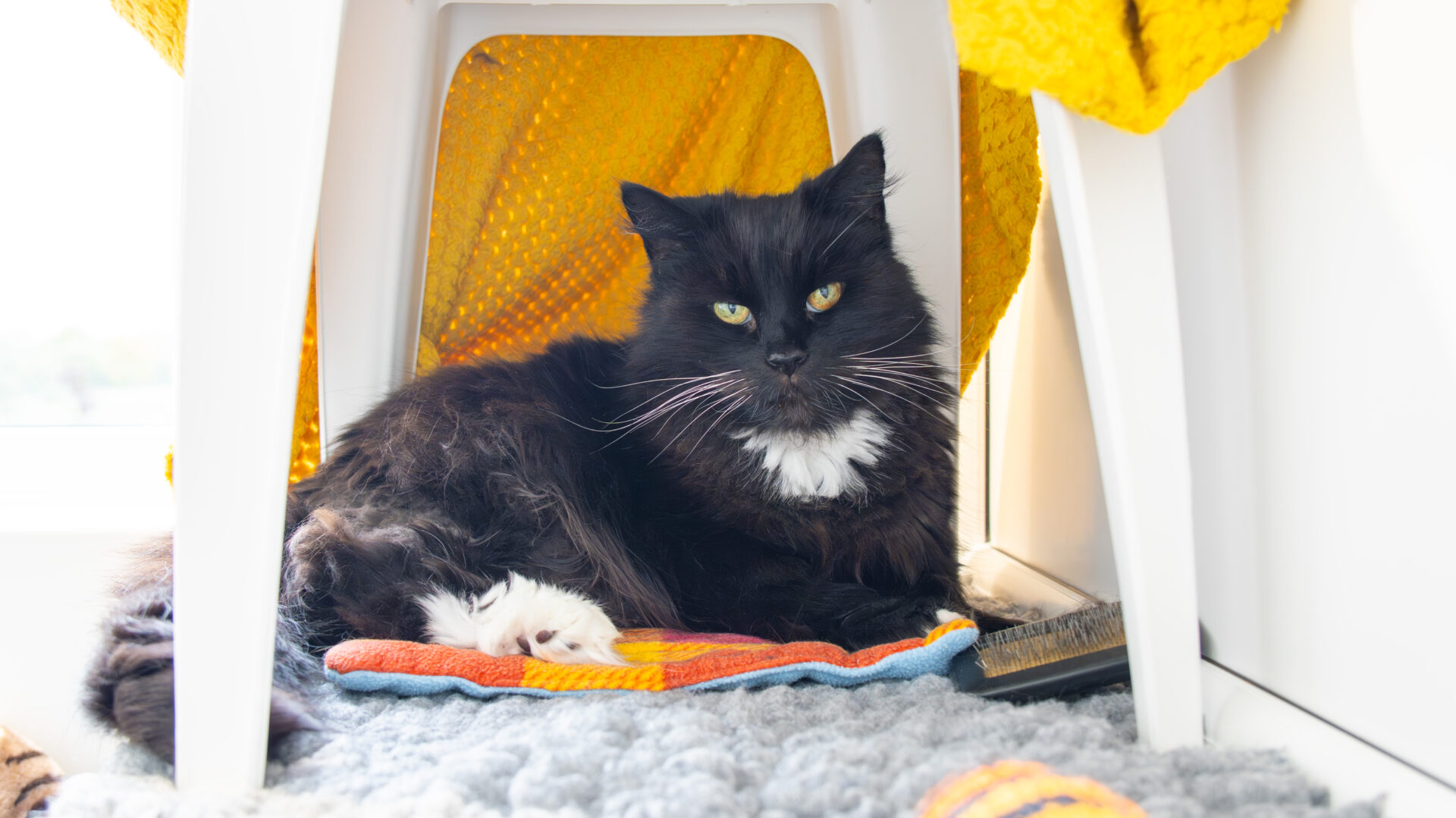 Treacle the domestic long hair cat, fluffy and black with white paws and chest, relaxes on a colorful mat under a white chair draped with a yellow blanket, surrounded by cozy textures in a sunlit room.