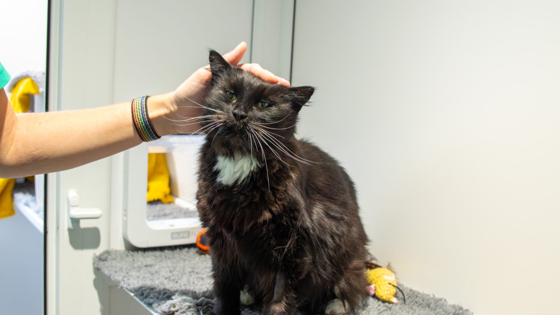 A person gently pets Treacle the domestic long hair cat, who has a white chest and sits on a soft gray surface in a well-lit room. The relaxed cat slightly squints its eyes, enjoying the gentle touch.