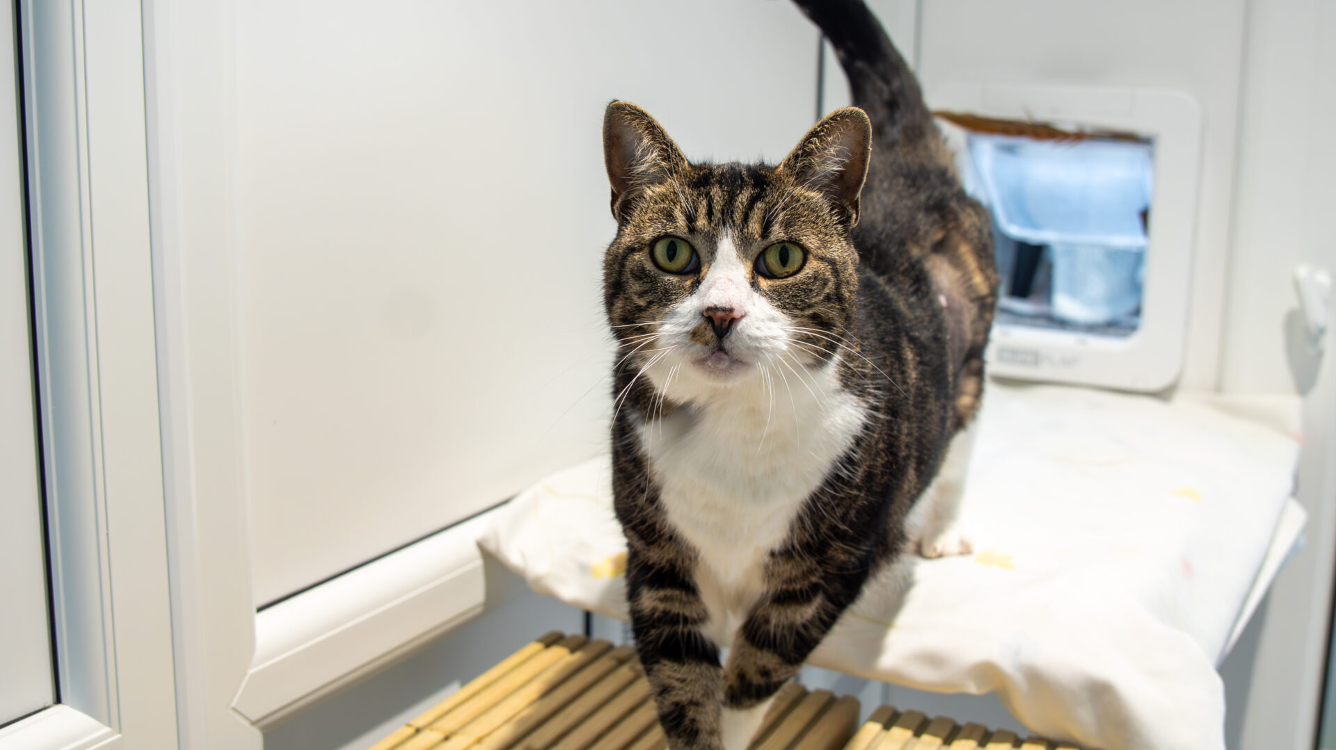 A tabby and white cat with green eyes stands on a cushioned surface in a bright room, looking directly at the camera. A cat flap and a window are visible in the background.