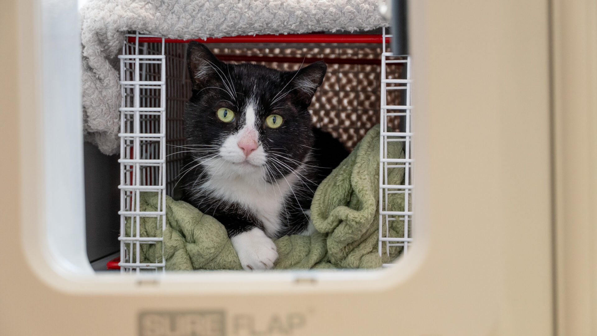 A black and white cat with a pink nose lies on a green blanket inside a wire carrier, looking out through the open door. The photo is taken from outside the carrier, through a pet flap.