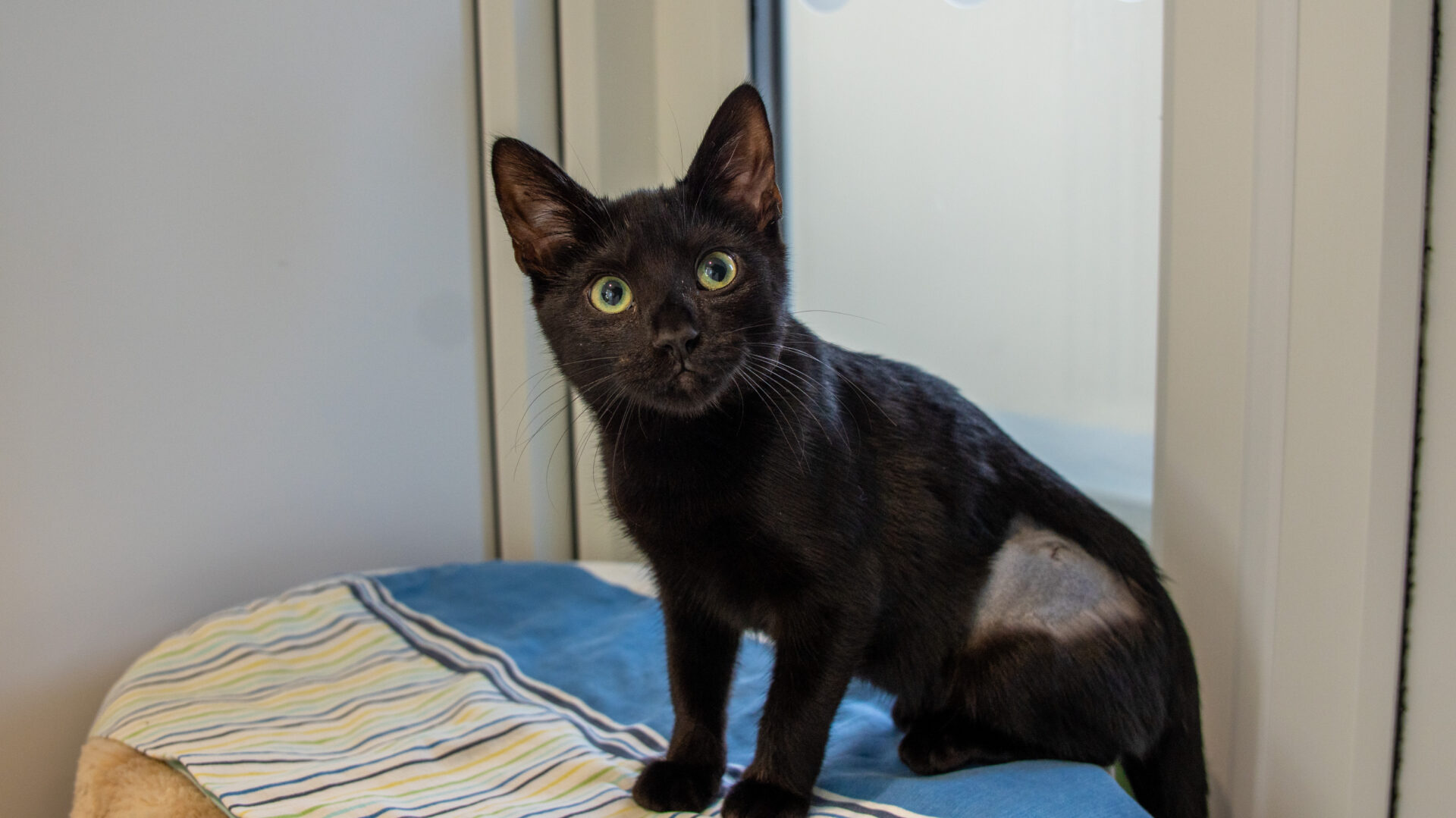 A black cat with green eyes sits on a striped blanket near a window. There is a shaved patch on its right hind leg, possibly from a recent medical procedure. The cat looks alert and curious.