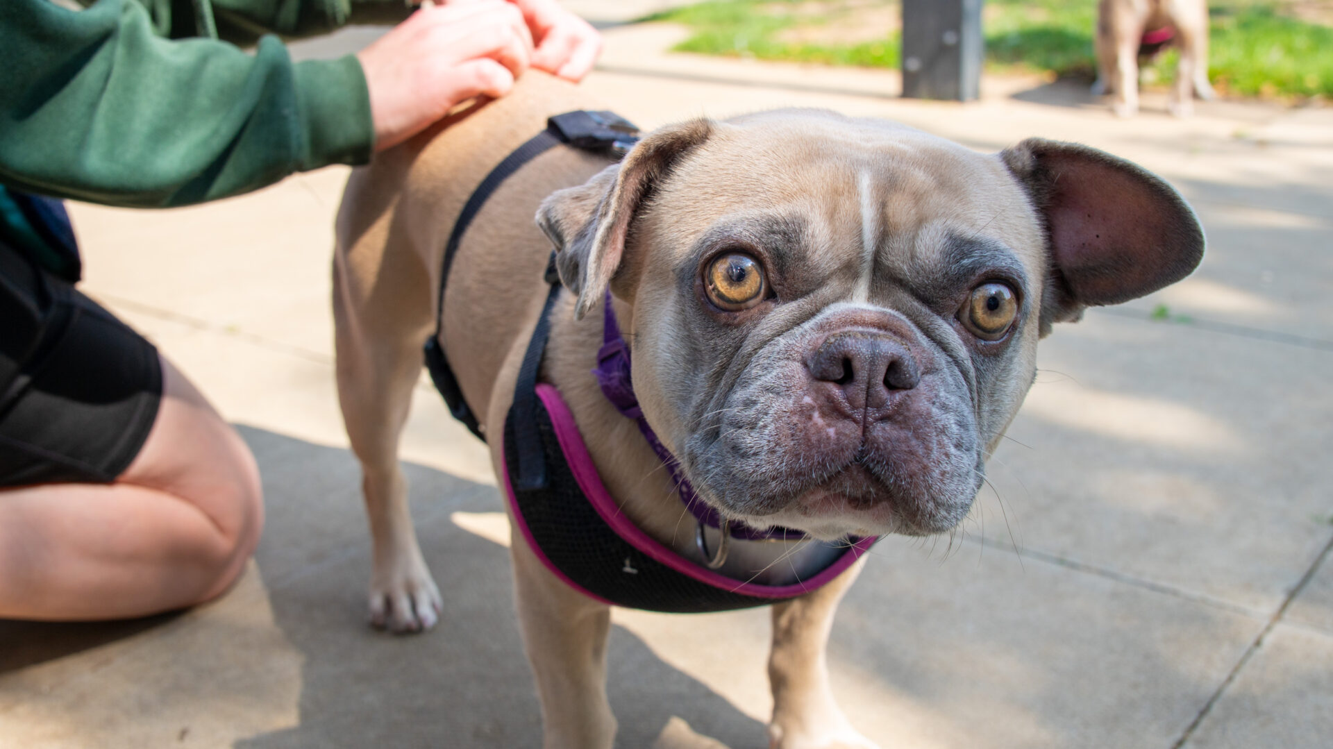 A light brown dog with a short snout and large eyes wears a harness and looks at the camera while a person scratches its back outdoors on a sunny day.