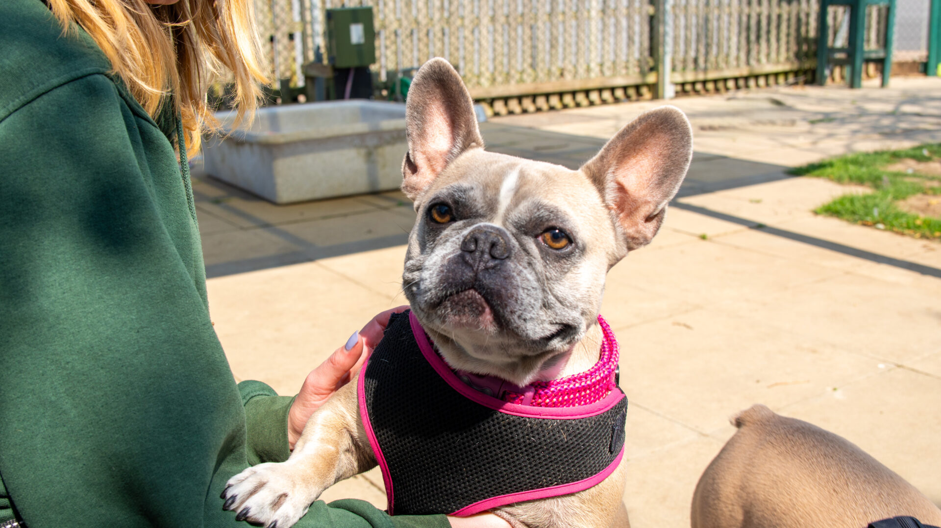 A tan French Bulldog wearing a black and pink harness sits on a persons lap outdoors, looking at the camera. The person is wearing a green sweatshirt. The scene is sunny, with pavement and a fenced area in the background.