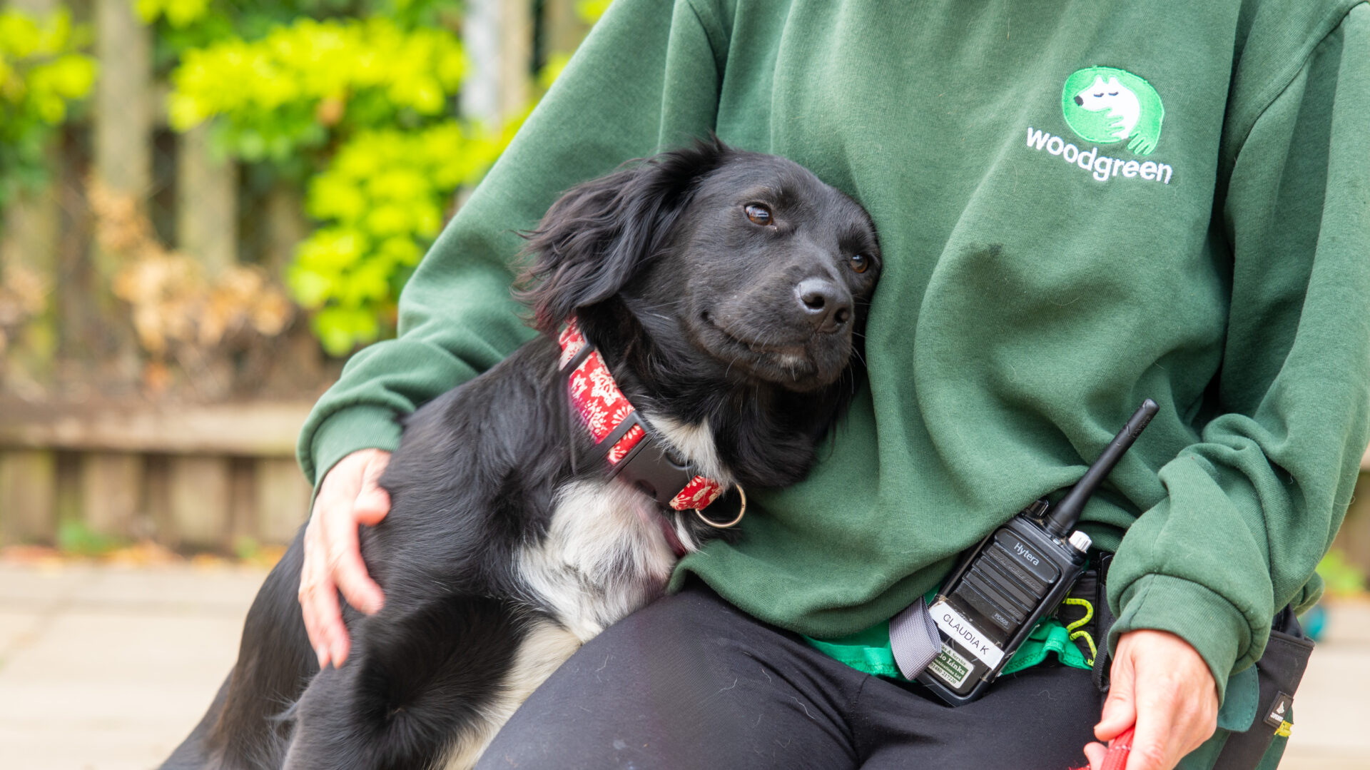 A black dog with white markings and a red collar leans affectionately against a person wearing a green Woodgreen sweatshirt, who holds a walkie-talkie. The background is outdoors with greenery and a fence.