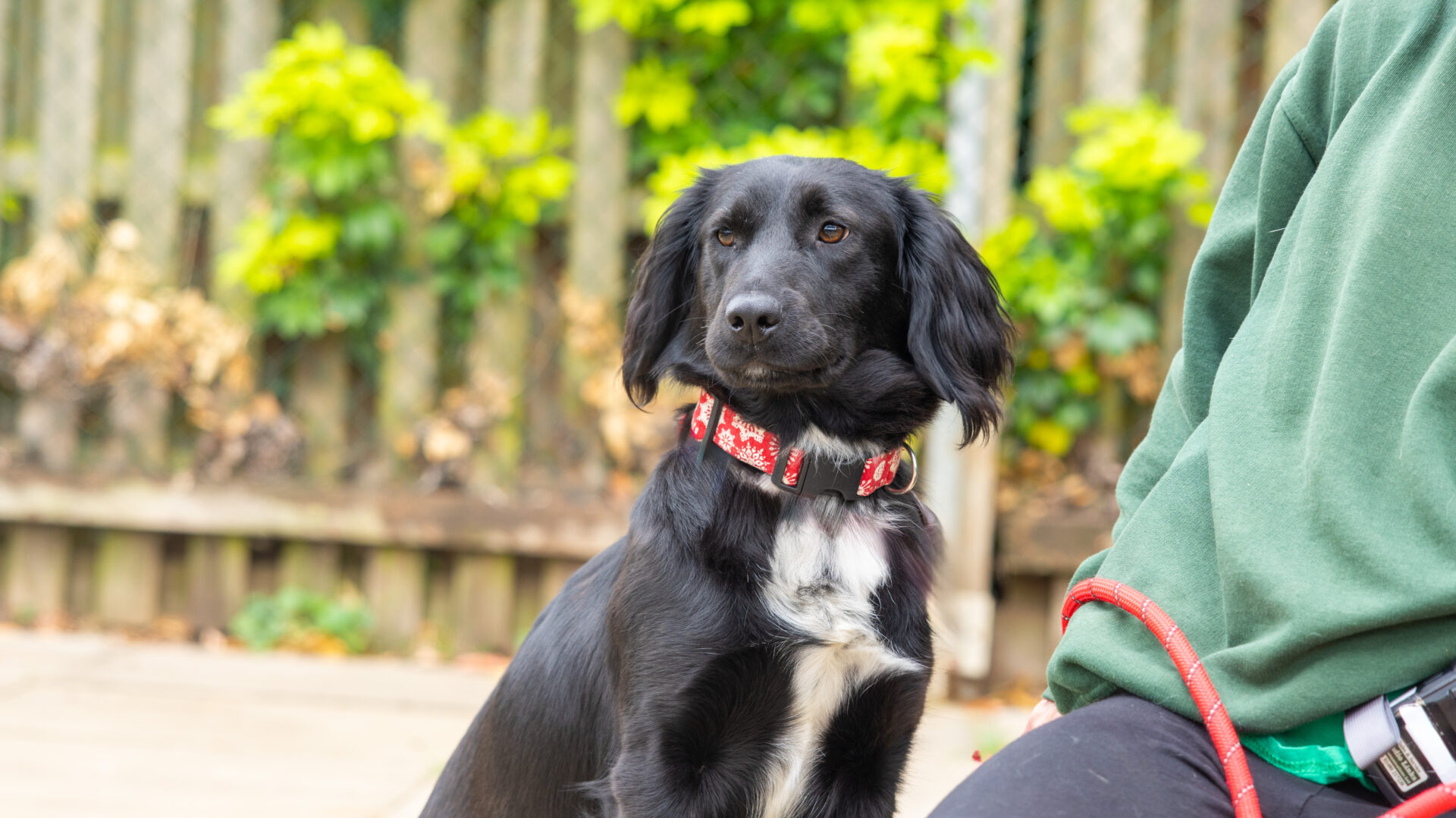 A black dog with a white chest, wearing a red collar, sits outdoors near a person in a green sweatshirt. There are green plants and a wooden fence in the background.