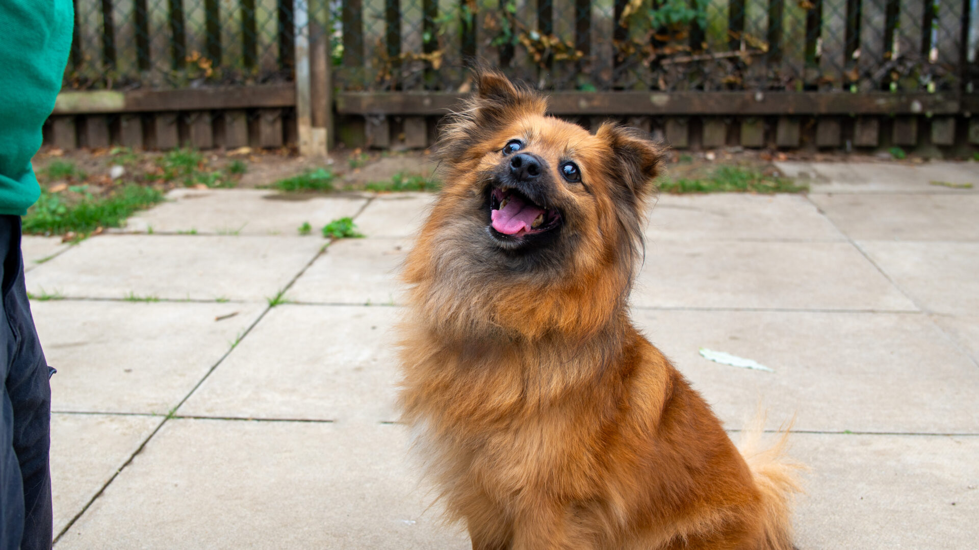 A fluffy brown dog with upright ears sits on a patio, looking up happily with its mouth open and tongue slightly out. A person in a green top stands to the left, partially visible. There is a wooden fence in the background.