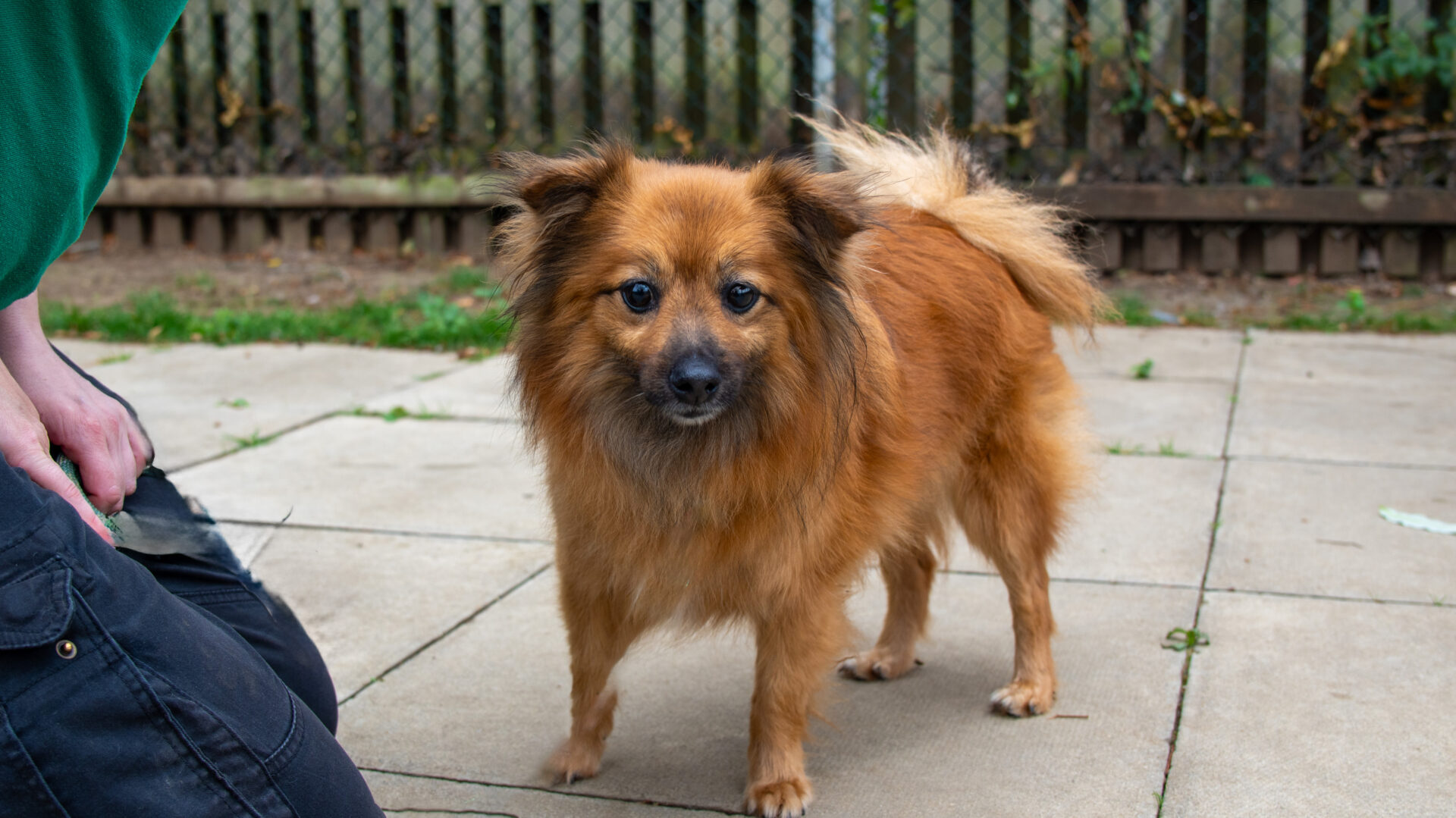 A small, fluffy brown dog stands on a tiled patio, looking at the camera. A person in dark pants and a green shirt kneels nearby. There is a wooden fence and greenery in the background.
