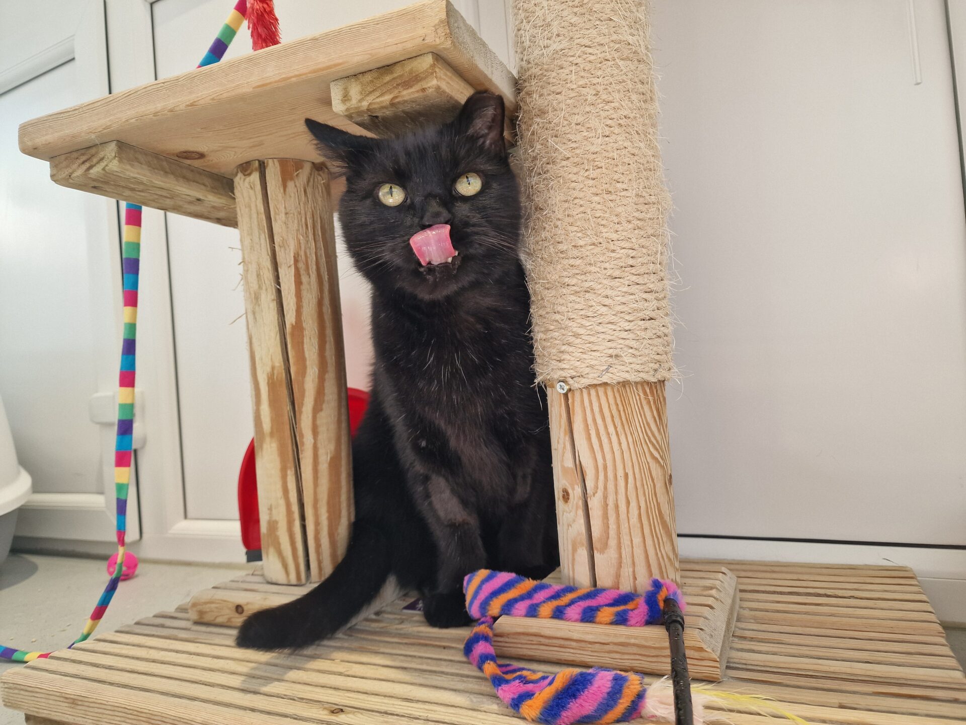 A black cat with green eyes sits on a wooden cat tree, licking its nose. Colorful striped cat toys are nearby, and the background shows white walls and a door.