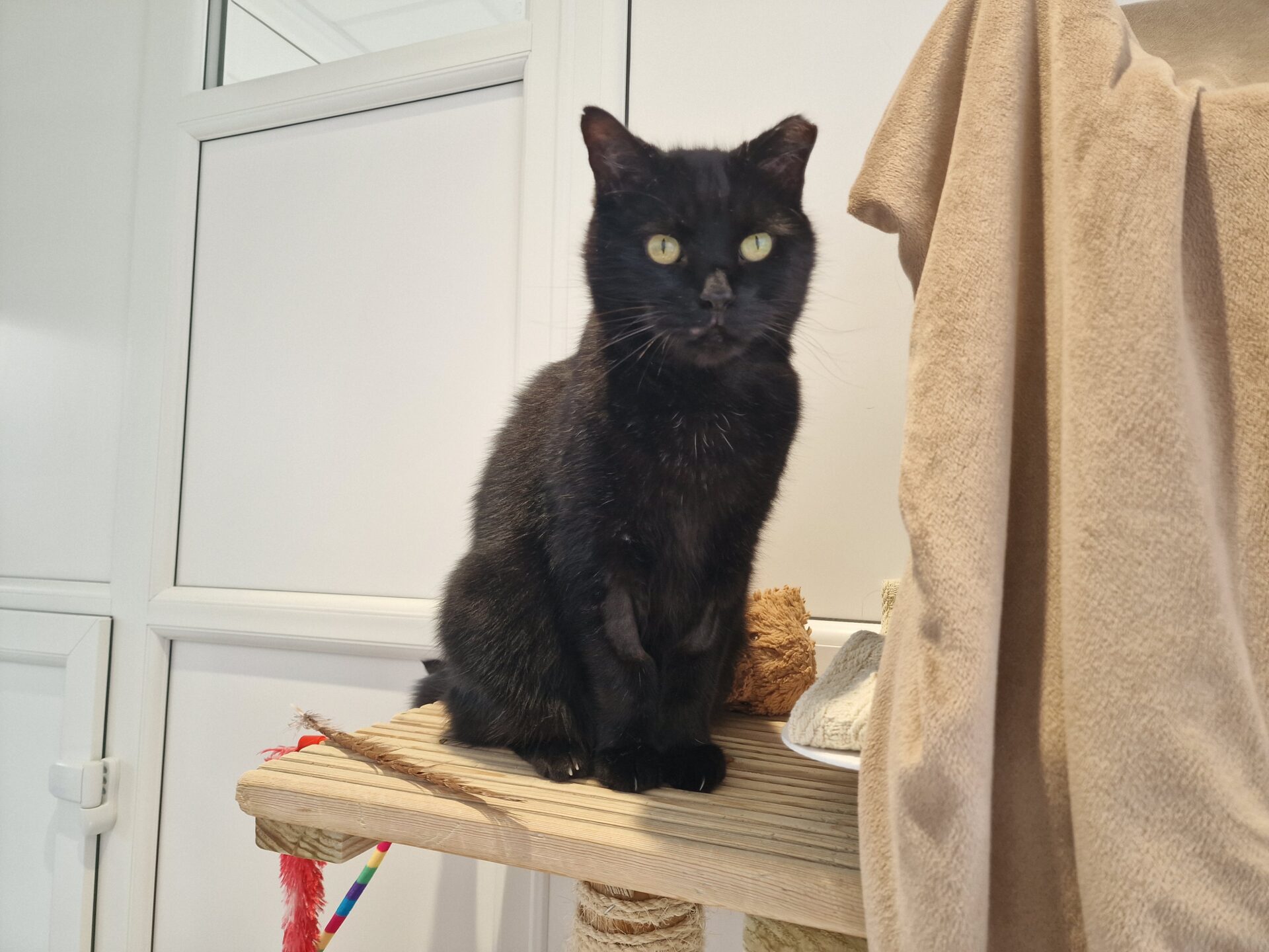 A black cat with yellow eyes sits on a wooden shelf next to a beige towel, with a toy and scratching post visible in a bright room.