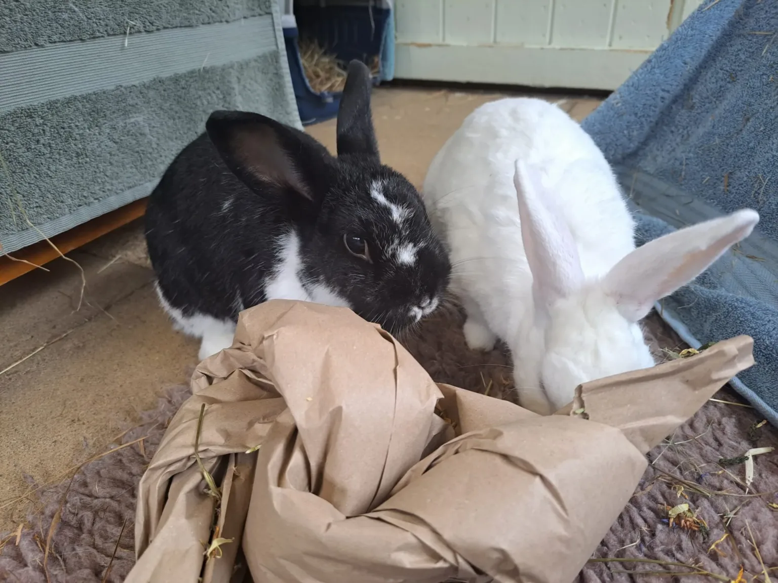 Two rabbits, one black with white markings and one all white, are on a mat indoors. They are investigating a brown paper-wrapped hay toy. A blue towel can be seen in the background.