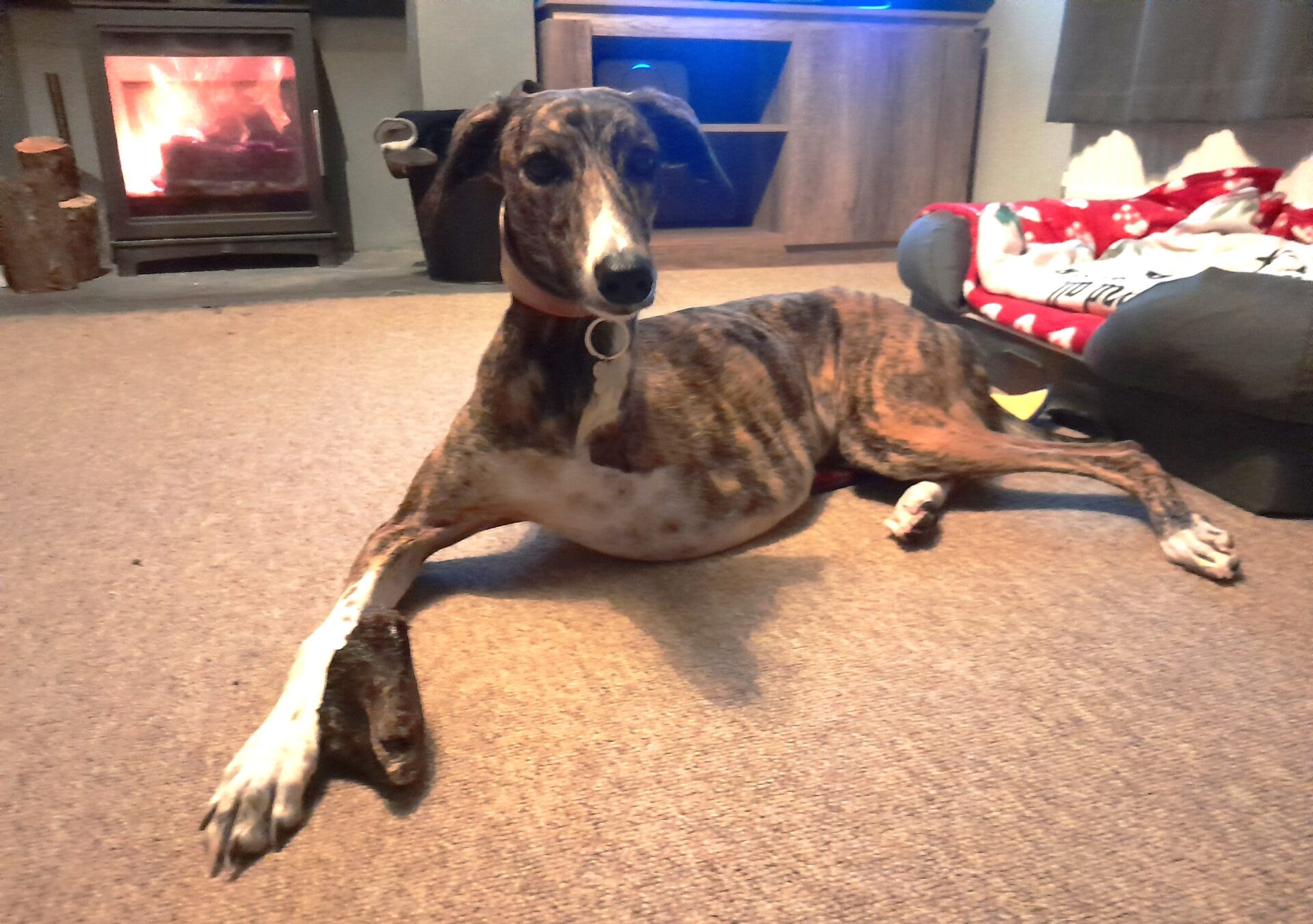 A brindle Lurcher with a white chest and paws lies on a carpeted floor, front legs stretched out. Behind the dog, there is a lit fireplace, a wooden cabinet, and a cozy dog bed with a red blanket.