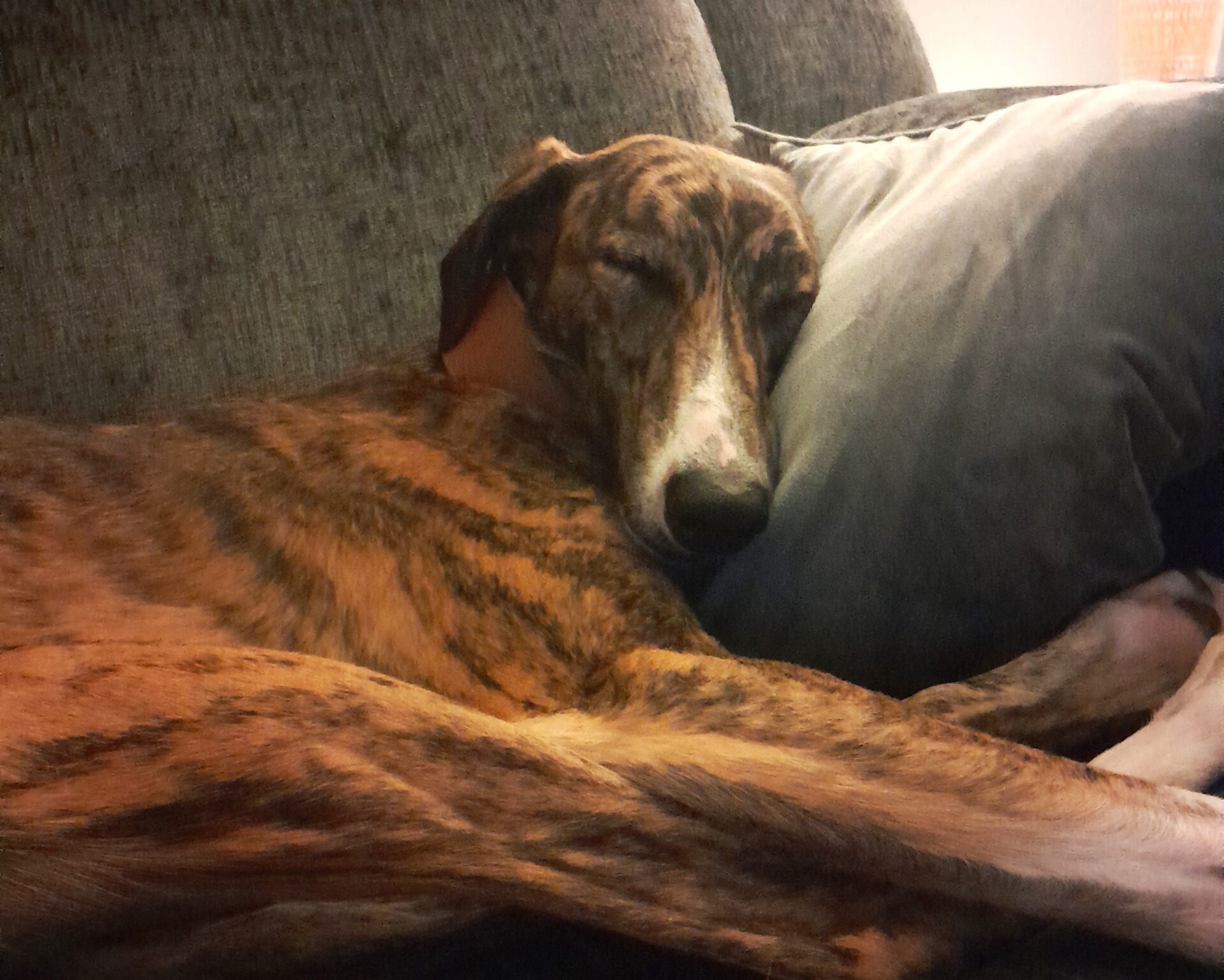 A brindle lurcher dog is sleeping on a gray couch with its head resting on a gray pillow, looking peaceful and relaxed.