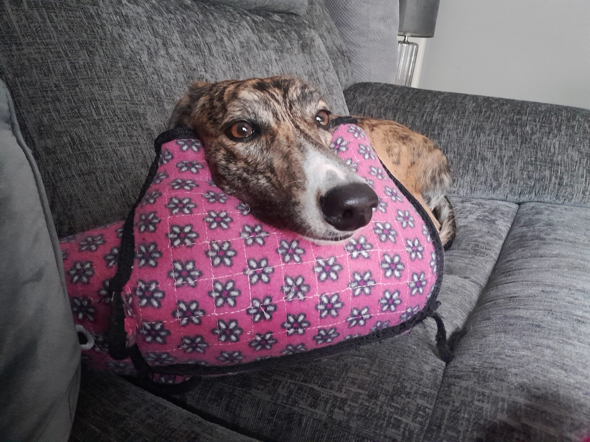 A brown and white Lurcher is lying on a grey couch, resting its head on a pink cushion with a pattern of white and black flowers. The dog looks relaxed and comfortable.