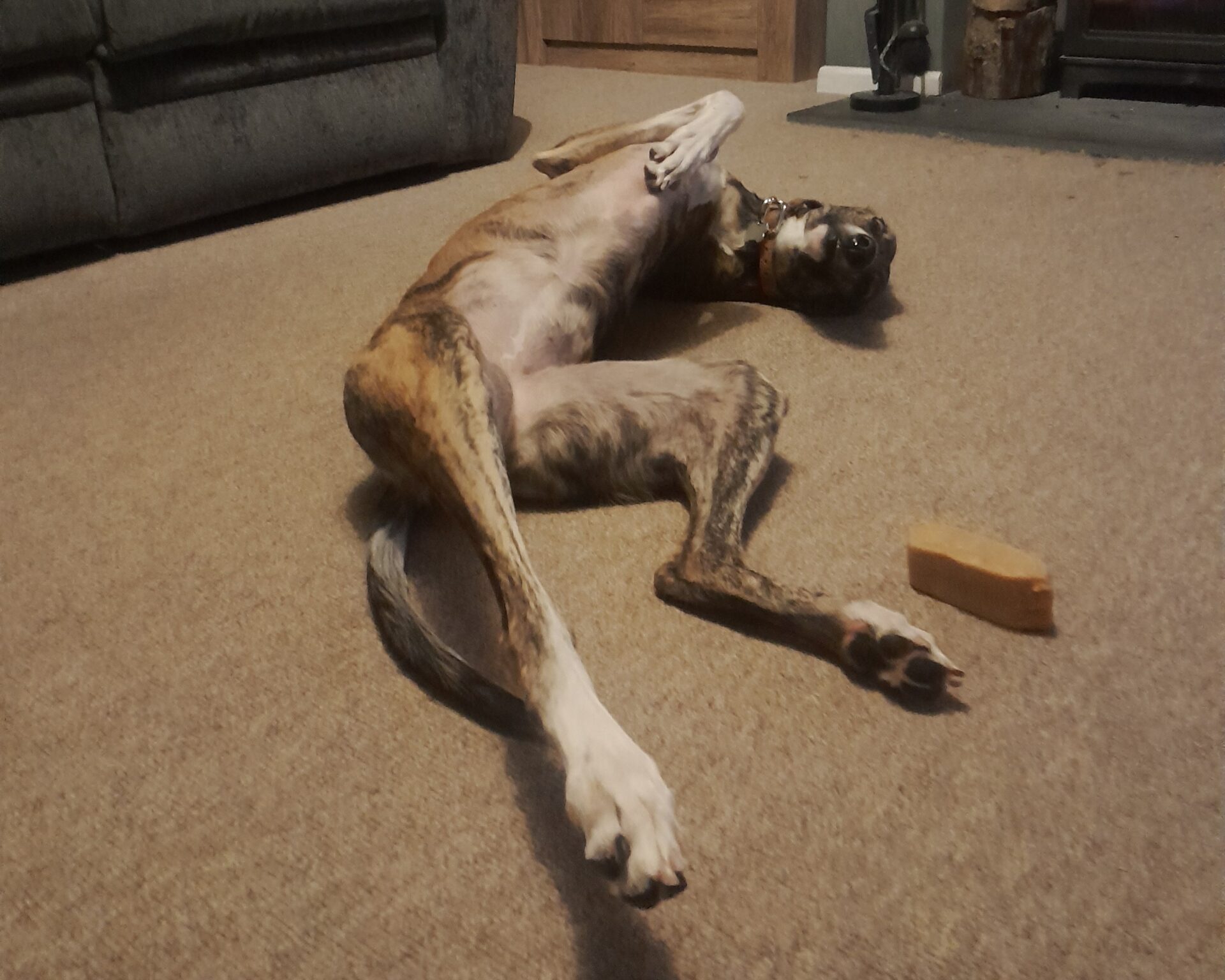 A brindle lurcher lies on its back with legs stretched out on a carpeted floor, next to a brown chew toy, in a cozy living room setting.