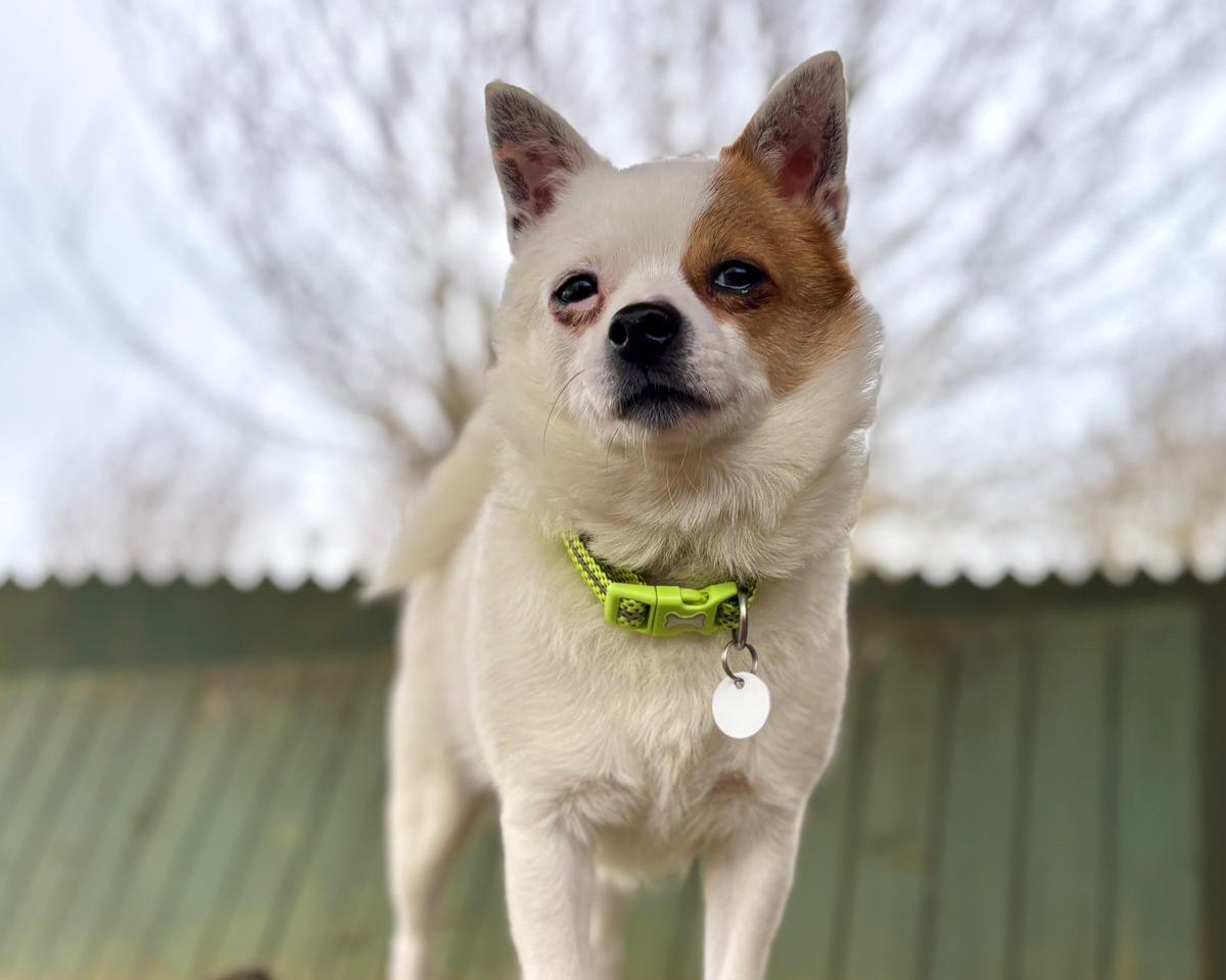 A small white Bruno crossbreed with a brown patch over one eye and ear stands outside wearing a neon green collar with a round tag. The background shows a blurry wooden fence and leafless trees.