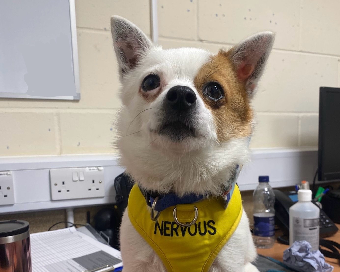 A small Bruno crossbreed with white and brown fur wears a yellow vest labeled Nervous while sitting on a desk in an office setting, surrounded by papers, a water bottle, and electronics.