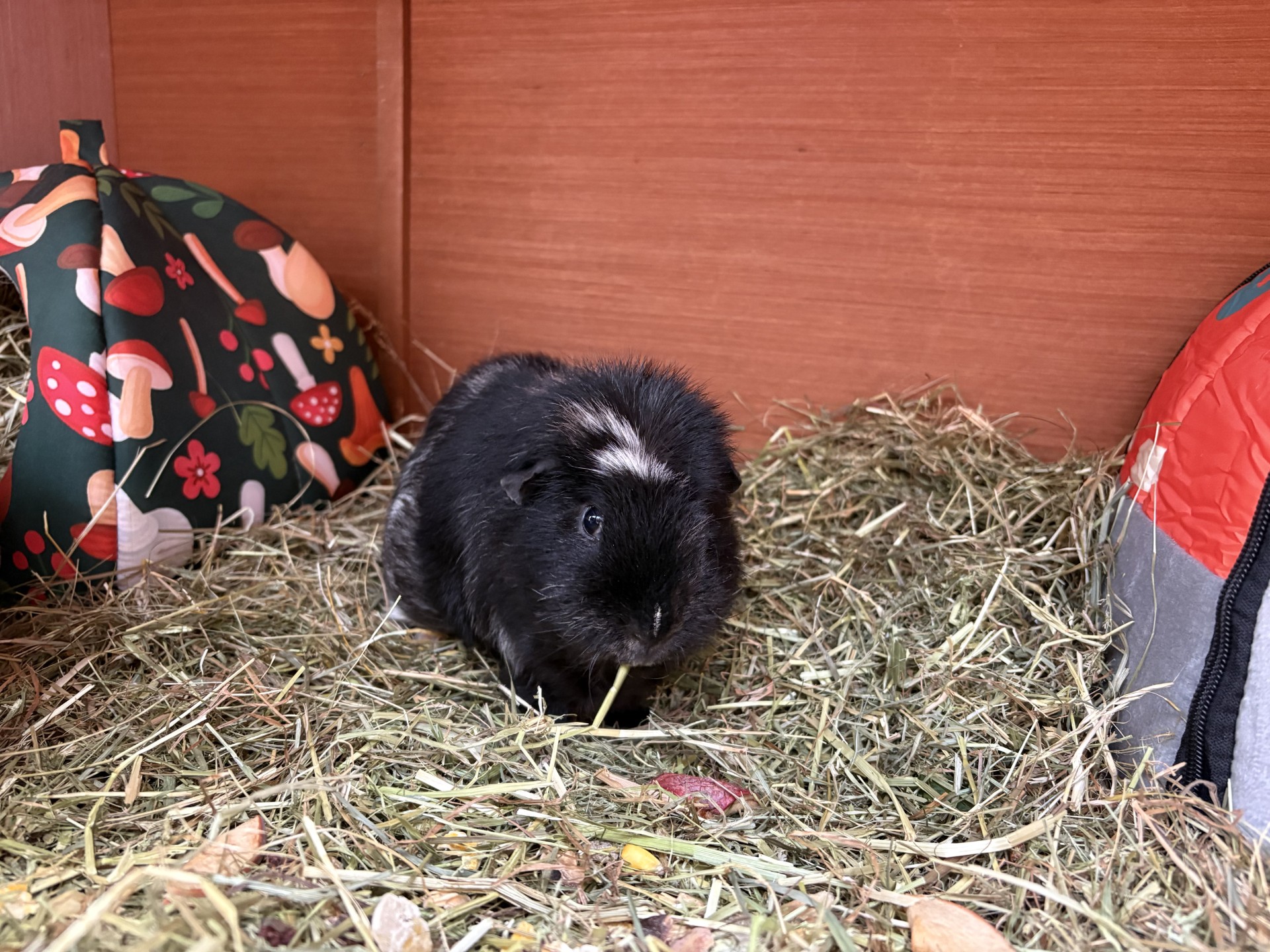 A black guinea pig with a white patch on its head sits on hay inside a wooden enclosure, surrounded by a mushroom-patterned hut and a red-grey shelter.