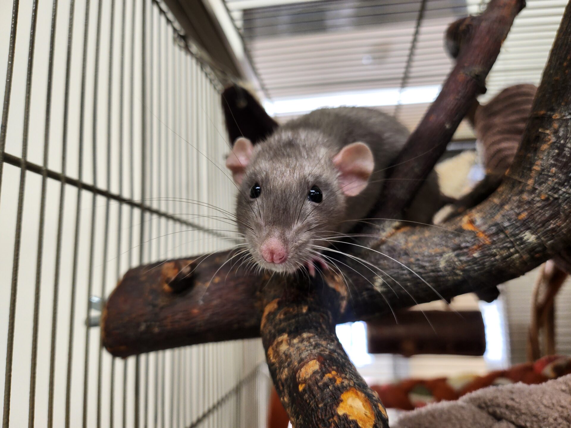 A gray rat with dark eyes and a pink nose sits on a branch inside the cage, looking toward the camera. The background shows metal bars and parts of the rat’s enclosure.