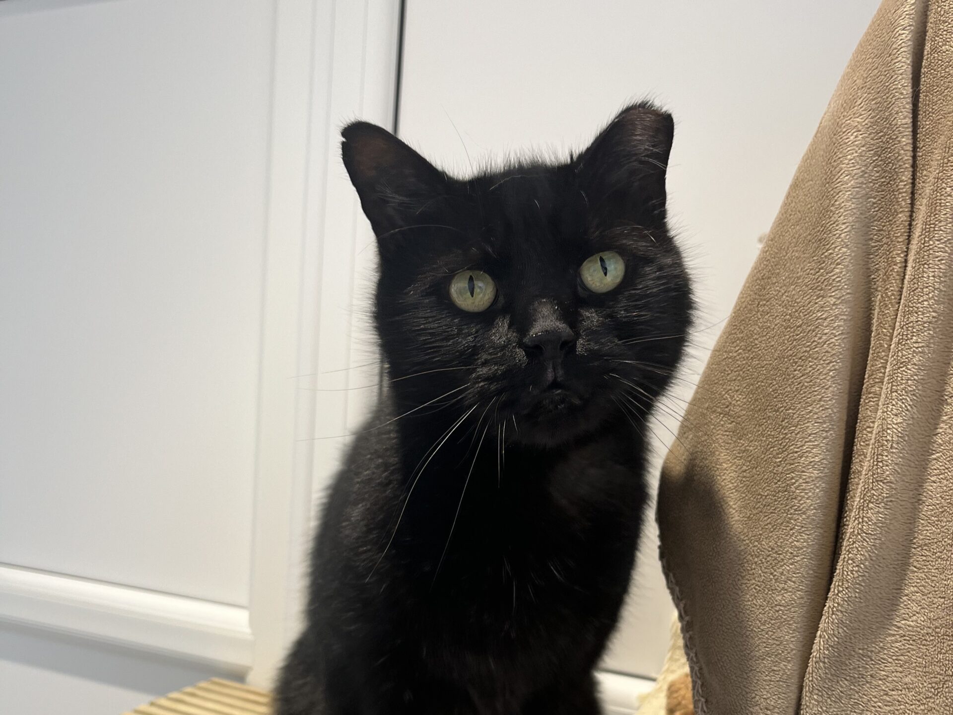 A black cat with green eyes sits indoors next to a beige cushion, looking directly at the camera. The background includes a white wall and part of a wooden surface.