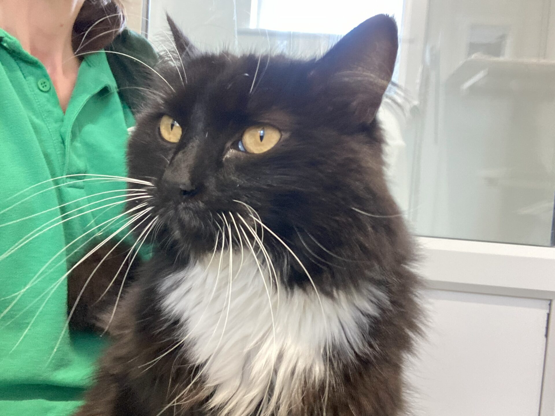 A black and white cat with long whiskers and yellow eyes sits in front of a person wearing a green shirt, indoors with white walls and windows in the background.