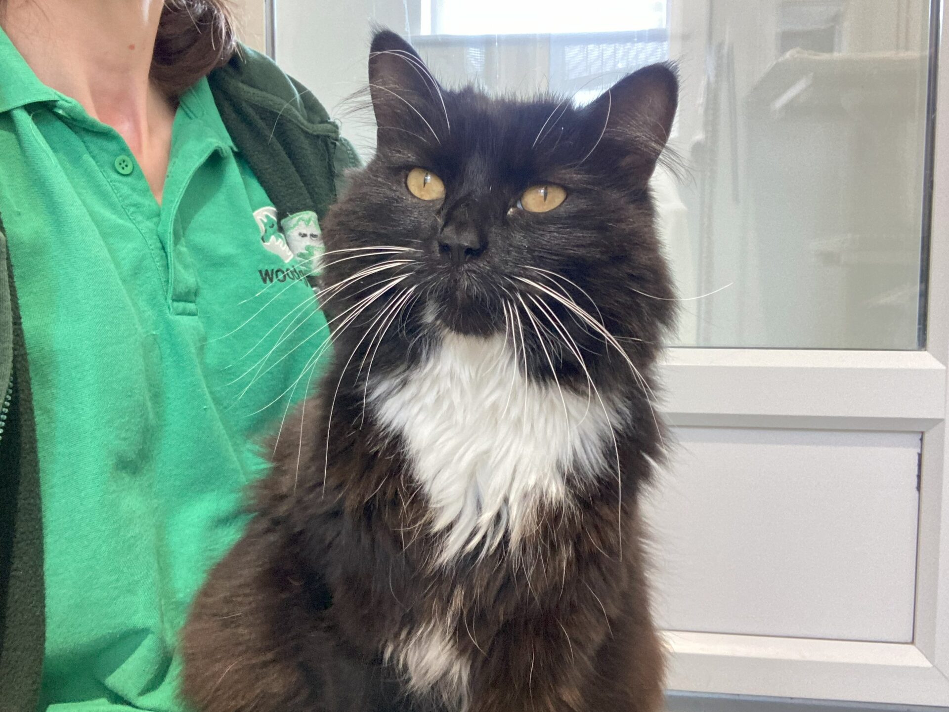 A fluffy black and white cat with bright yellow eyes sits in front of a person wearing a green shirt, indoors near a window.