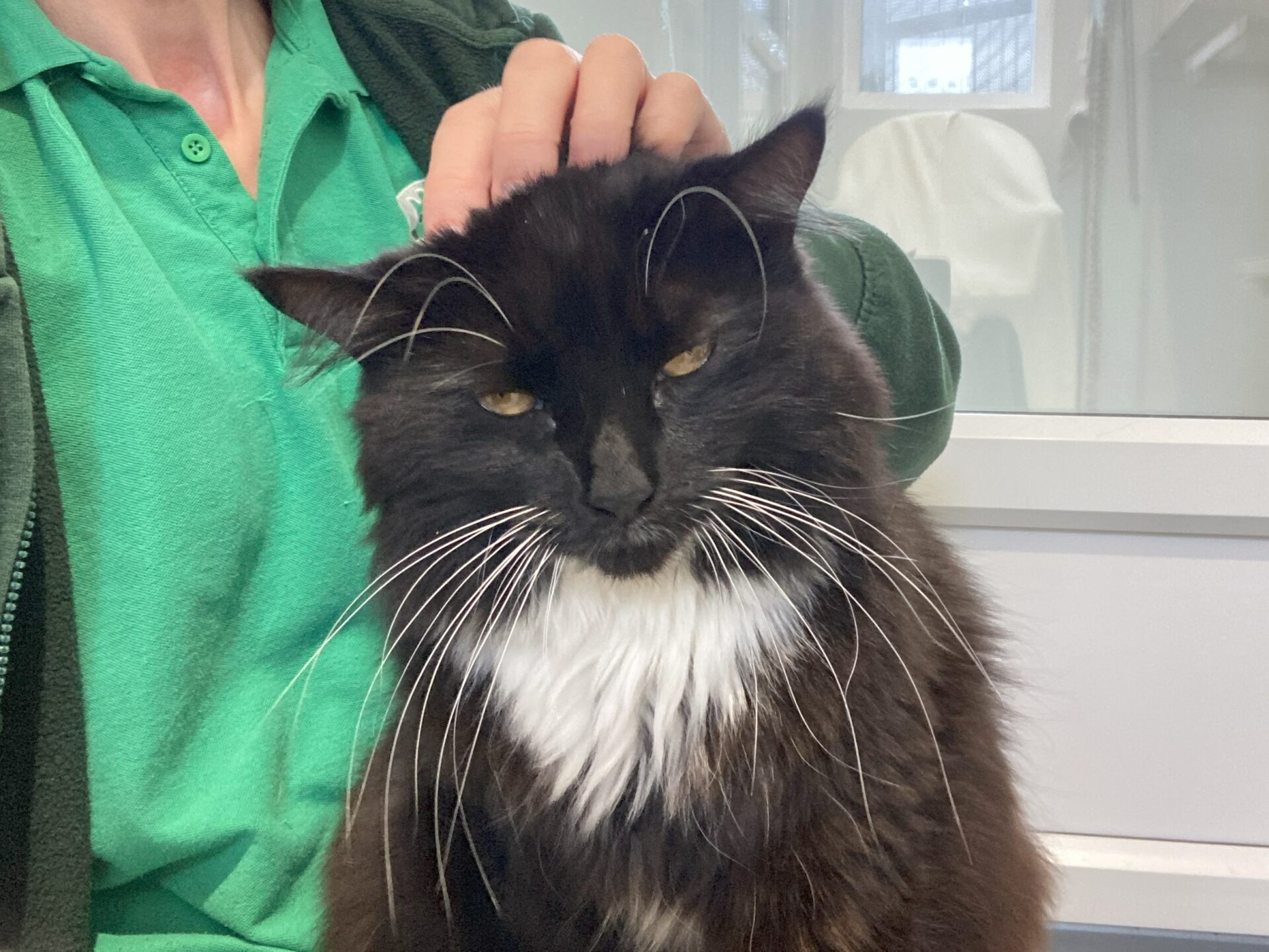 A person in a green shirt and jacket pets a large black cat with a white chest and long whiskers. The cat is sitting calmly and looking at the camera in a bright indoor setting.