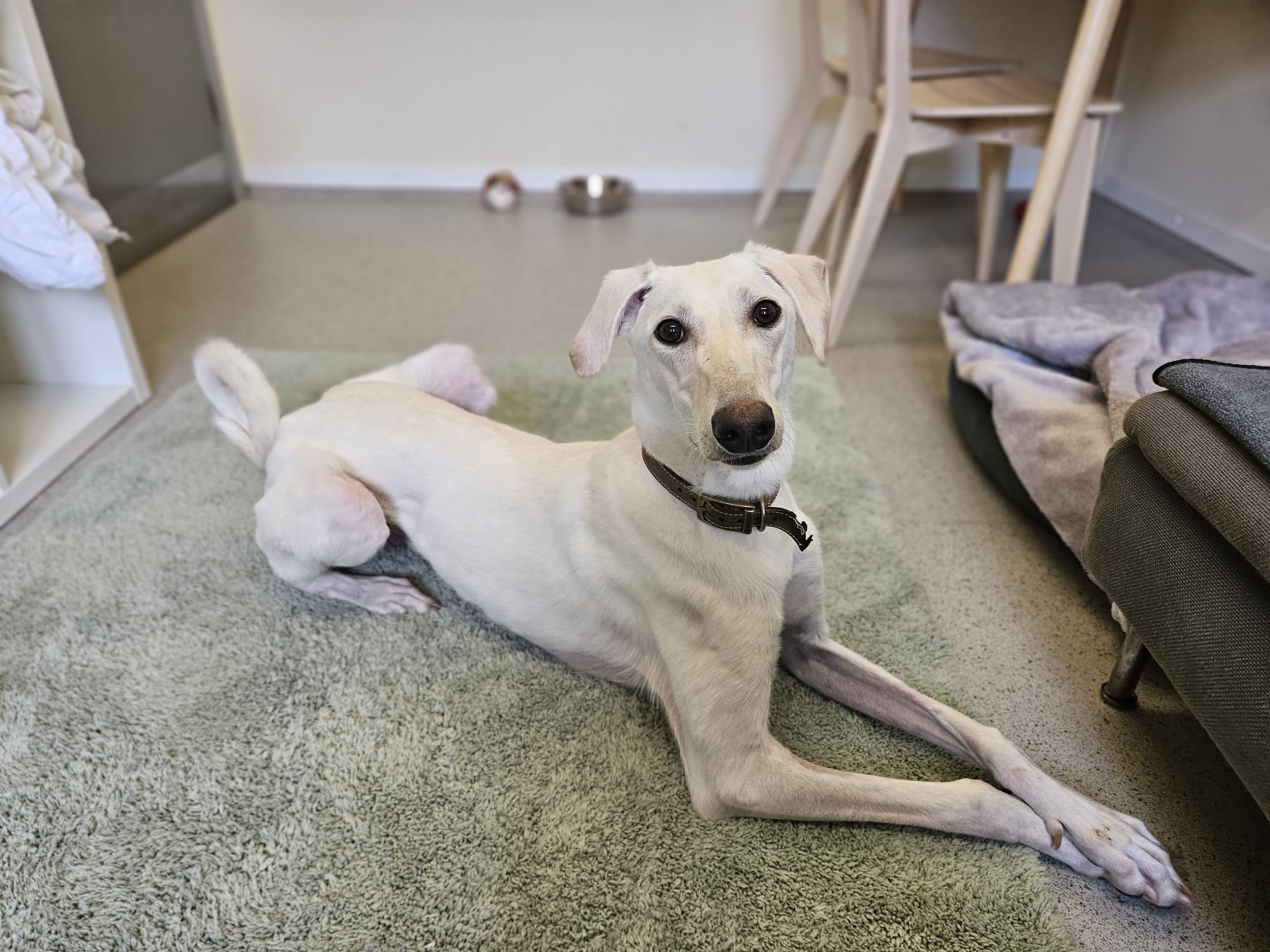A white dog with a short coat lies on a green rug, looking toward the camera. Behind the dog are a food bowl, a dog bed, a wooden chair, and a gray couch. The room has a cozy and tidy appearance.