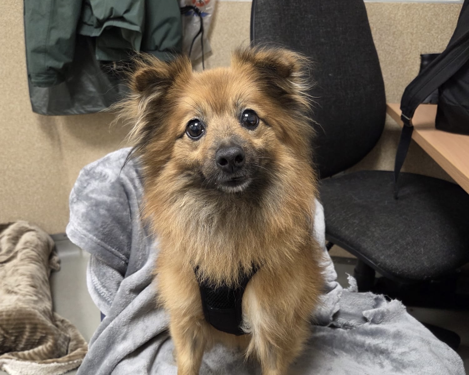 A small, fluffy brown dog with pointy ears and big eyes sits on a soft grey blanket, looking at the camera. There are chairs, a desk, and a coat hanging in the background.
