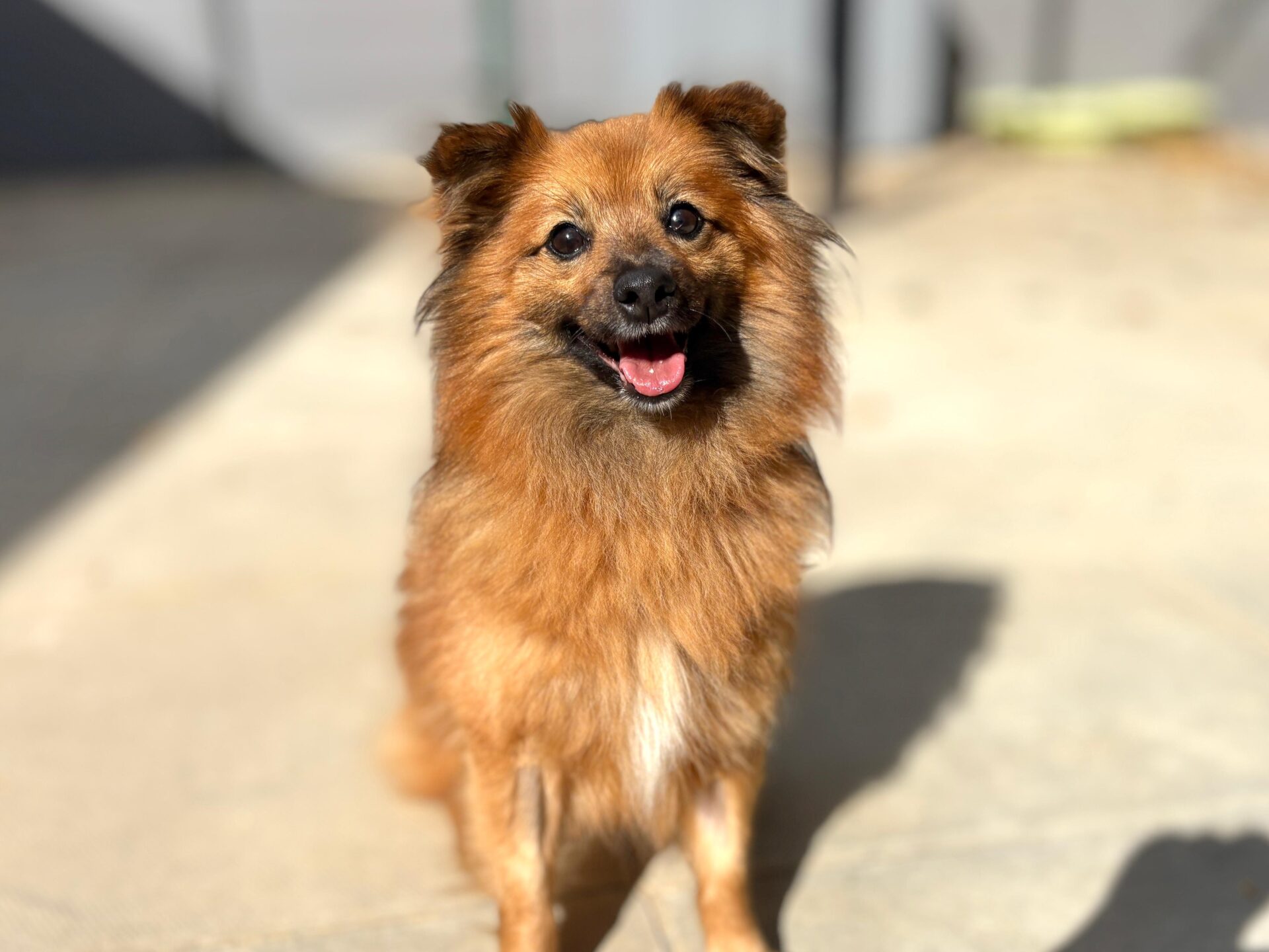 A small, fluffy brown dog with pointy ears and a happy expression sits on a sunlit concrete surface, looking directly at the camera. The background is blurred.