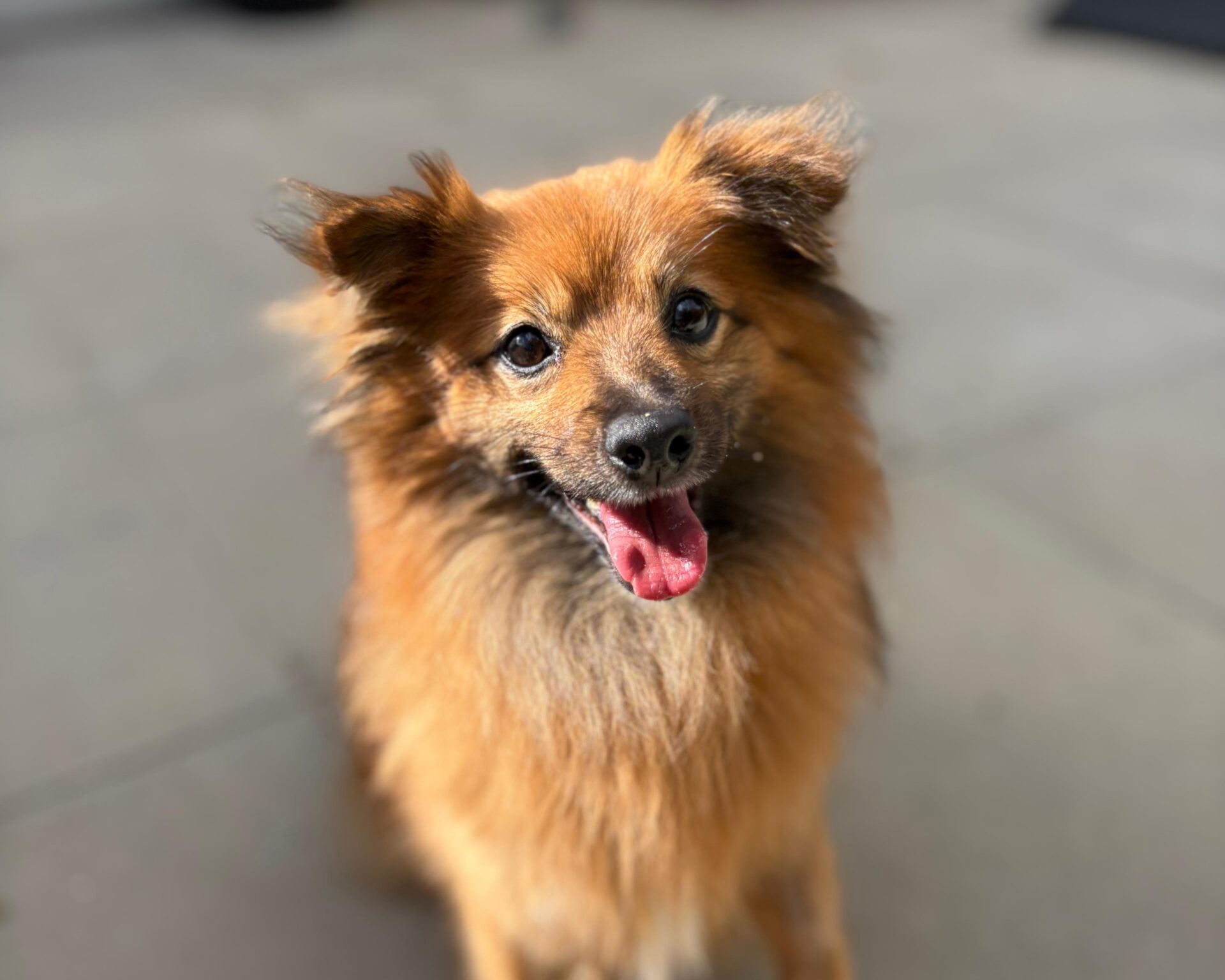 A small, fluffy brown dog with perked ears and an open mouth sits on a light-colored floor, looking up at the camera with a happy expression.